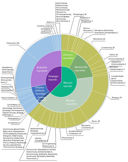 Sequencing the Genomes of the First Terrestrial Fungal Lineages: What Have We Learned?