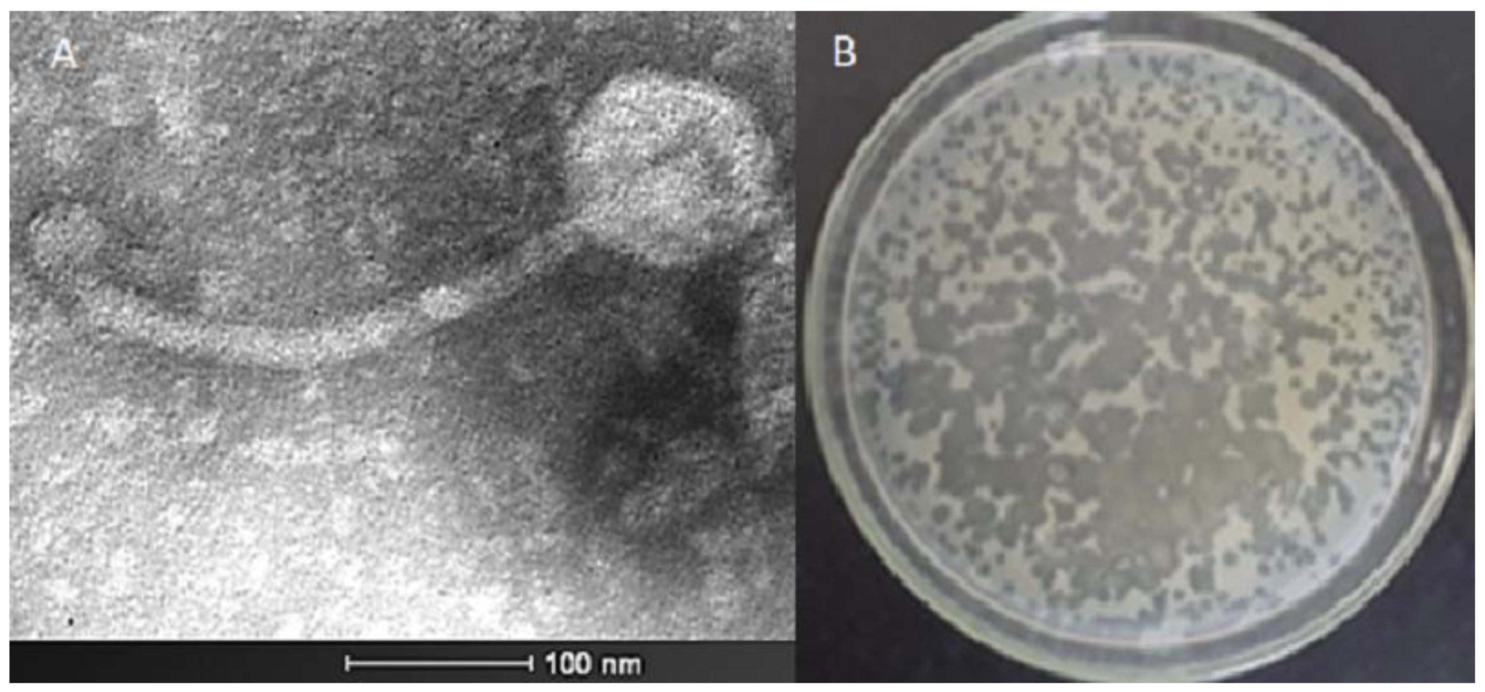 Microorganisms 11 01837 g001 Microorganisms 11 01837 g001