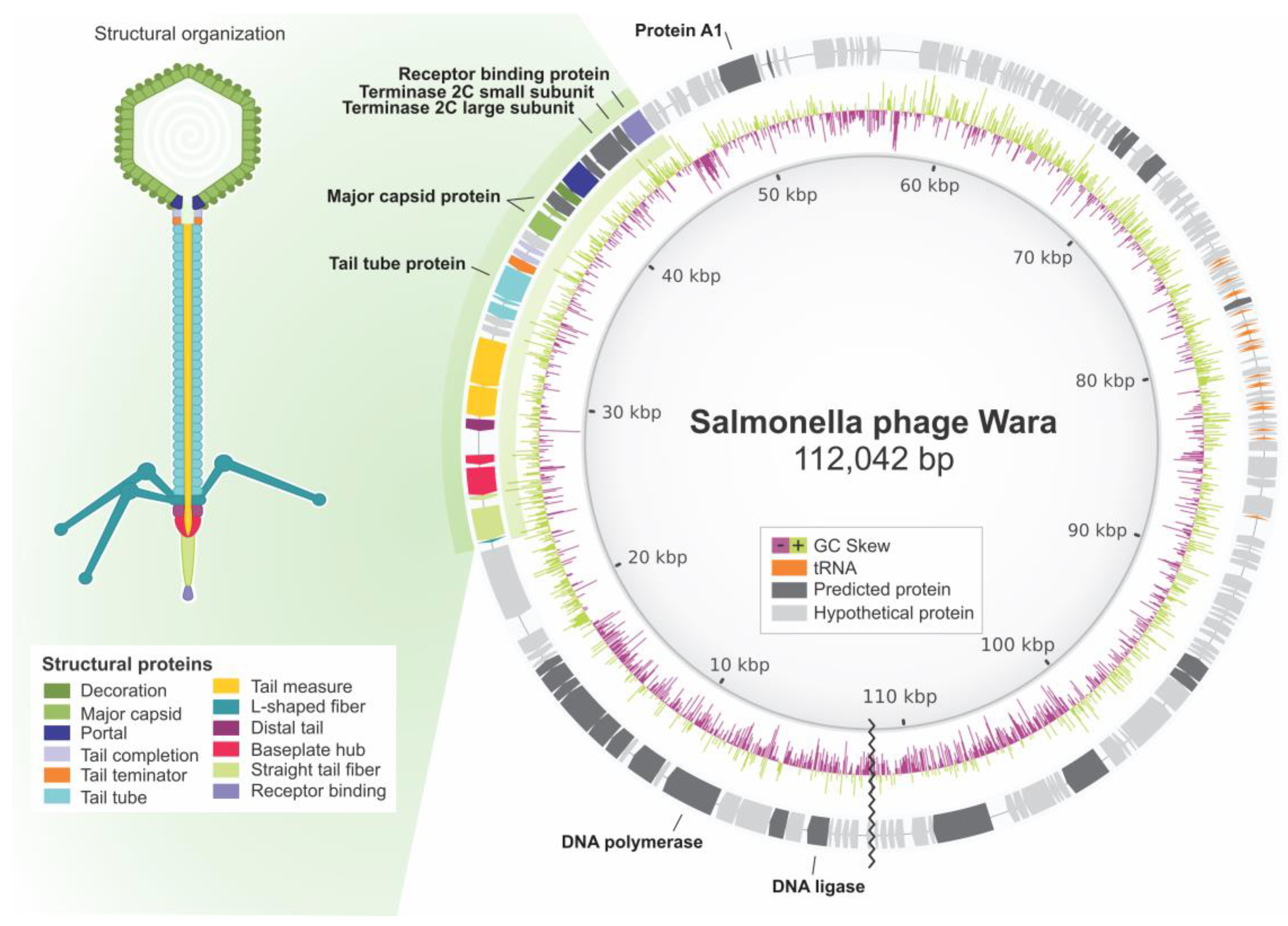 Microorganisms 11 01837 g002 Microorganisms 11 01837 g002