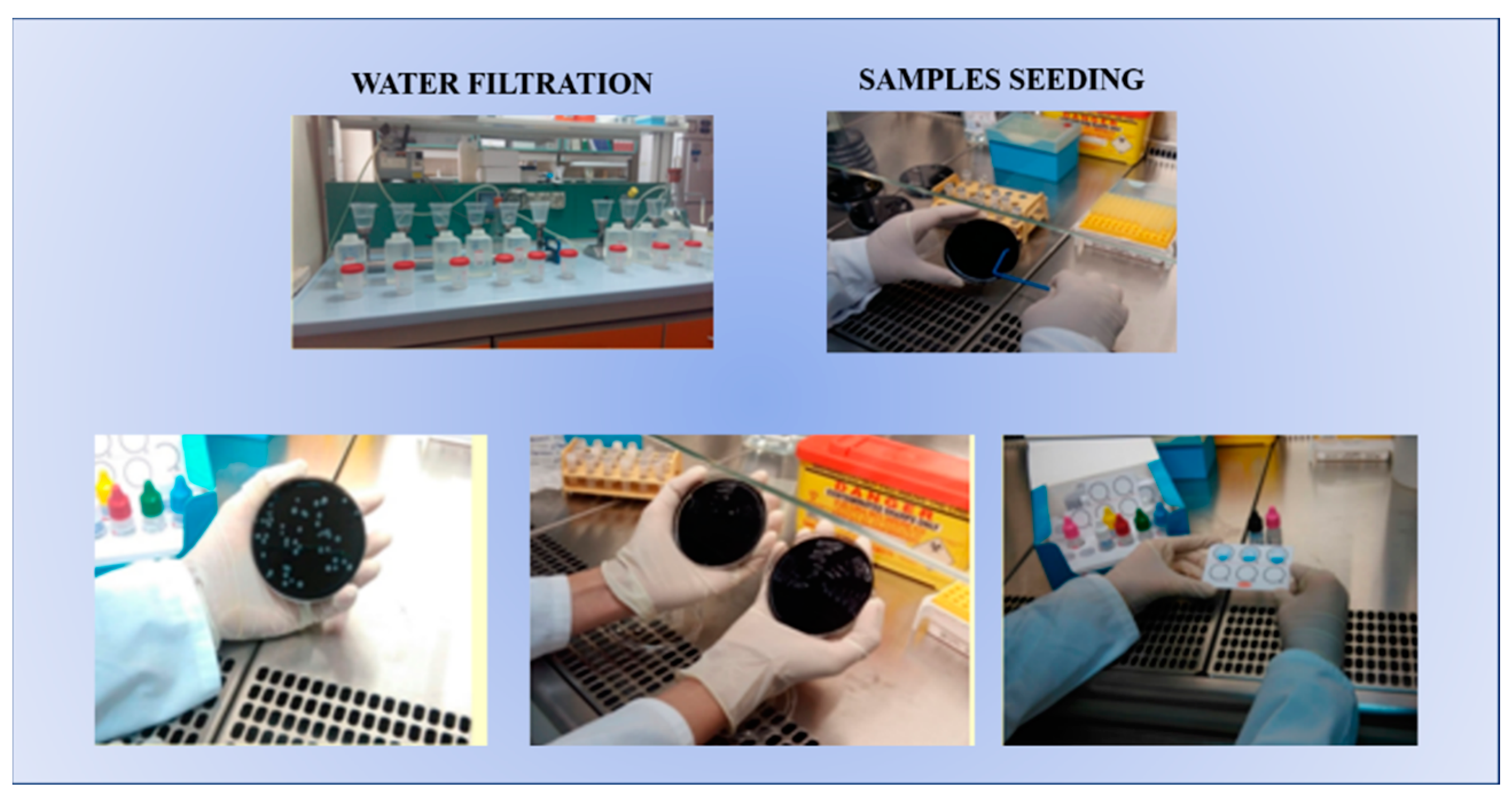Microorganisms 11 01840 g001