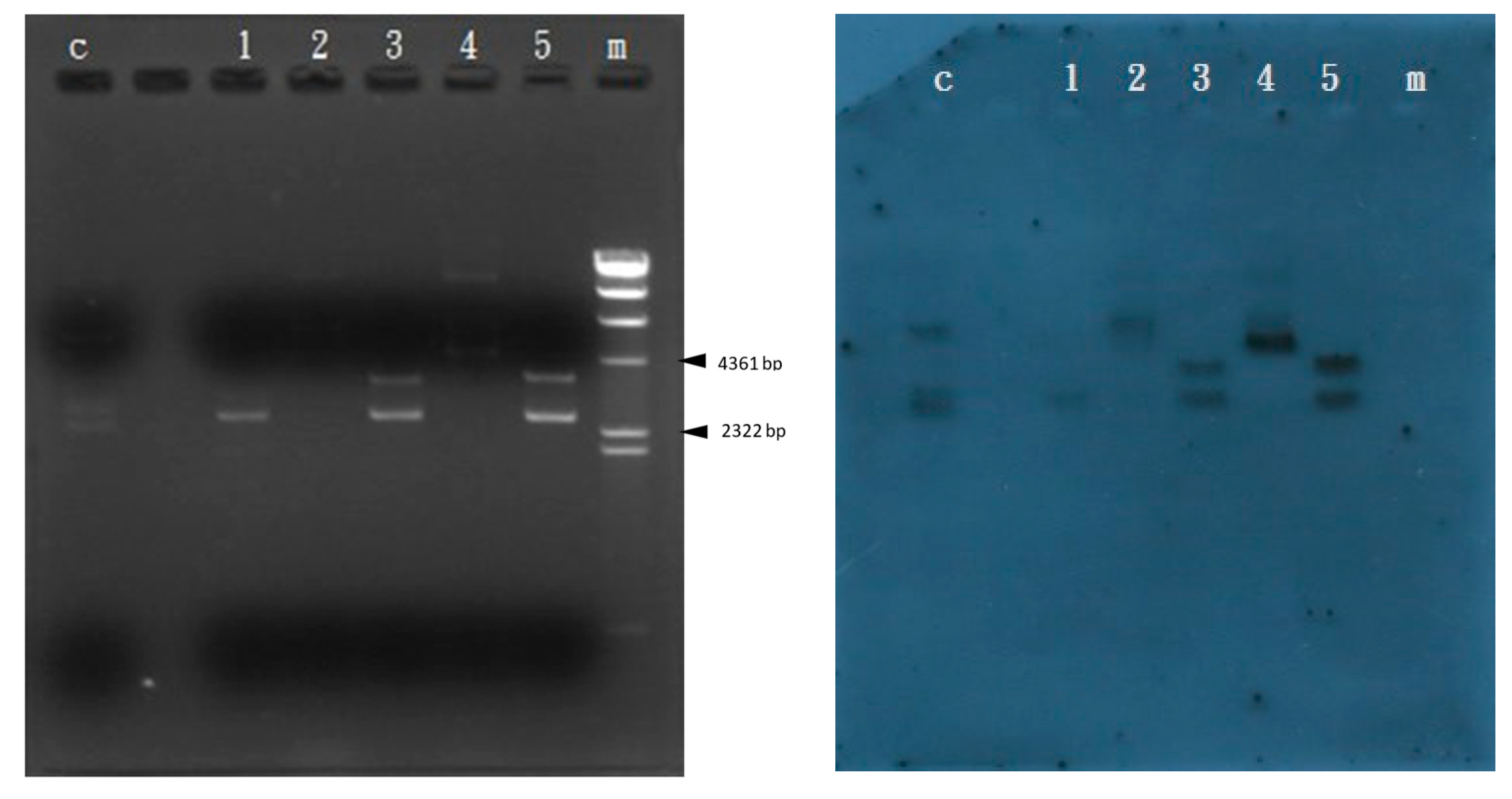 Microorganisms 11 01854 g003 Microorganisms 11 01854 g003