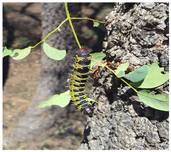 A New Proposed Symbiotic Plant–Herbivore Relationship 