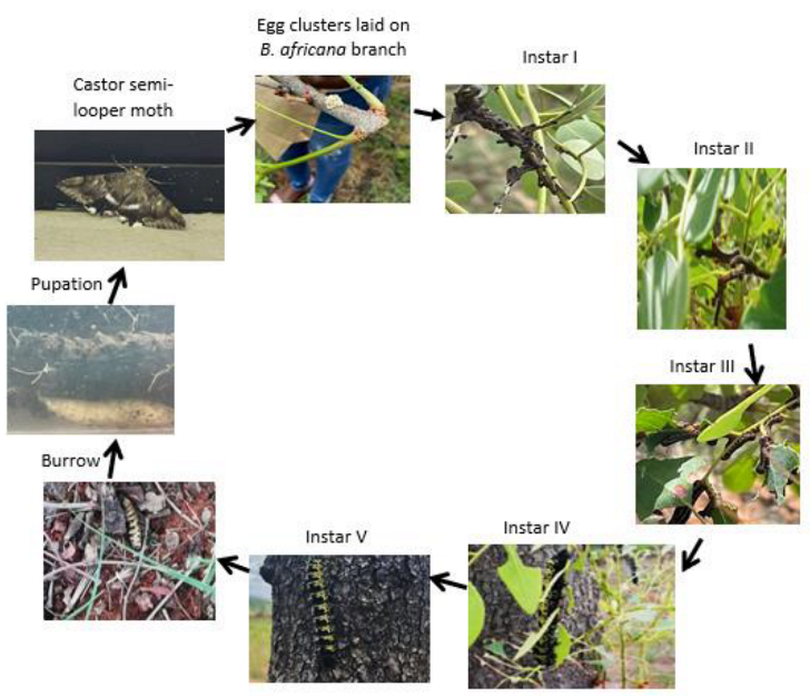 Microorganisms 11 01864 g007 Microorganisms 11 01864 g007