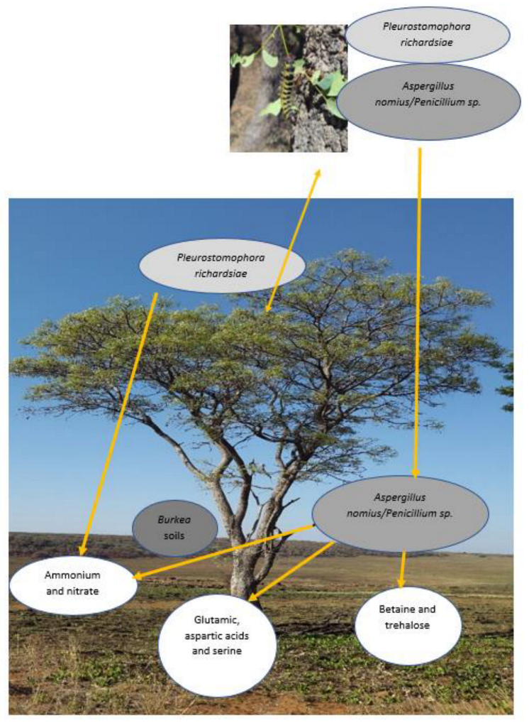Microorganisms 11 01864 g009 Microorganisms 11 01864 g009