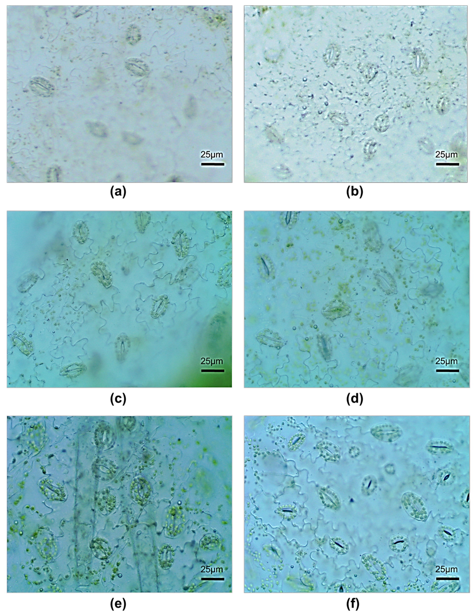 Microorganisms 11 01866 g002 Microorganisms 11 01866 g002