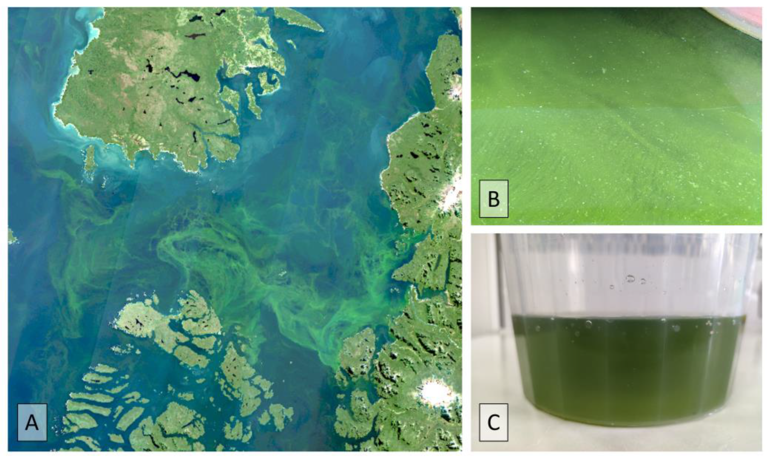 Microorganisms 11 01874 g006 Microorganisms 11 01874 g006