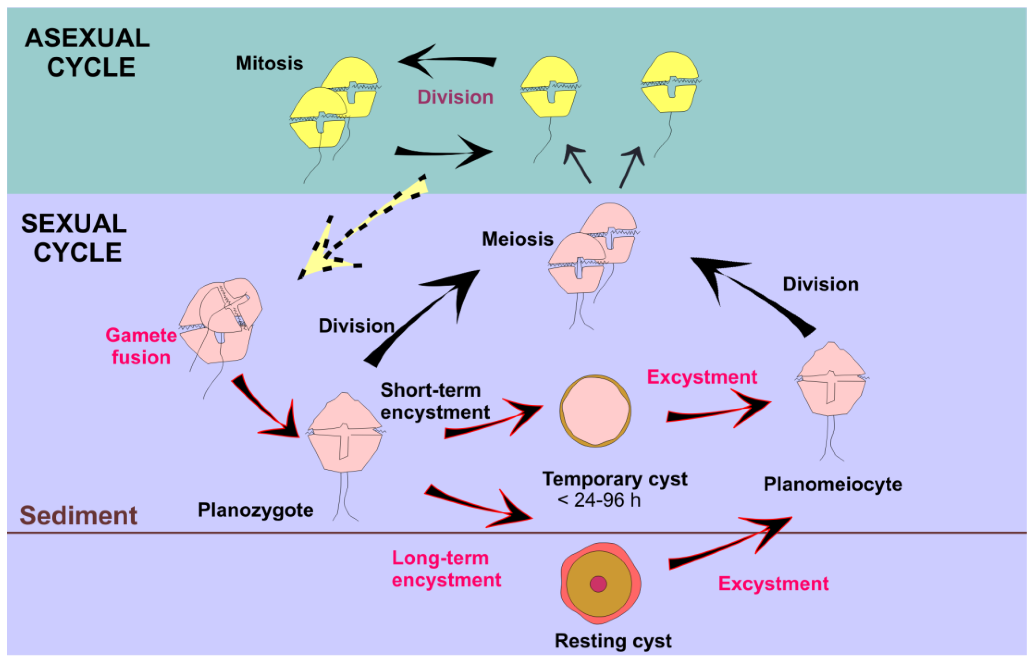 Microorganisms 11 01874 g008 Microorganisms 11 01874 g008