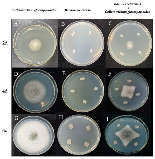 Strong Opponent of Walnut Anthracnose—Bacillus velezensis