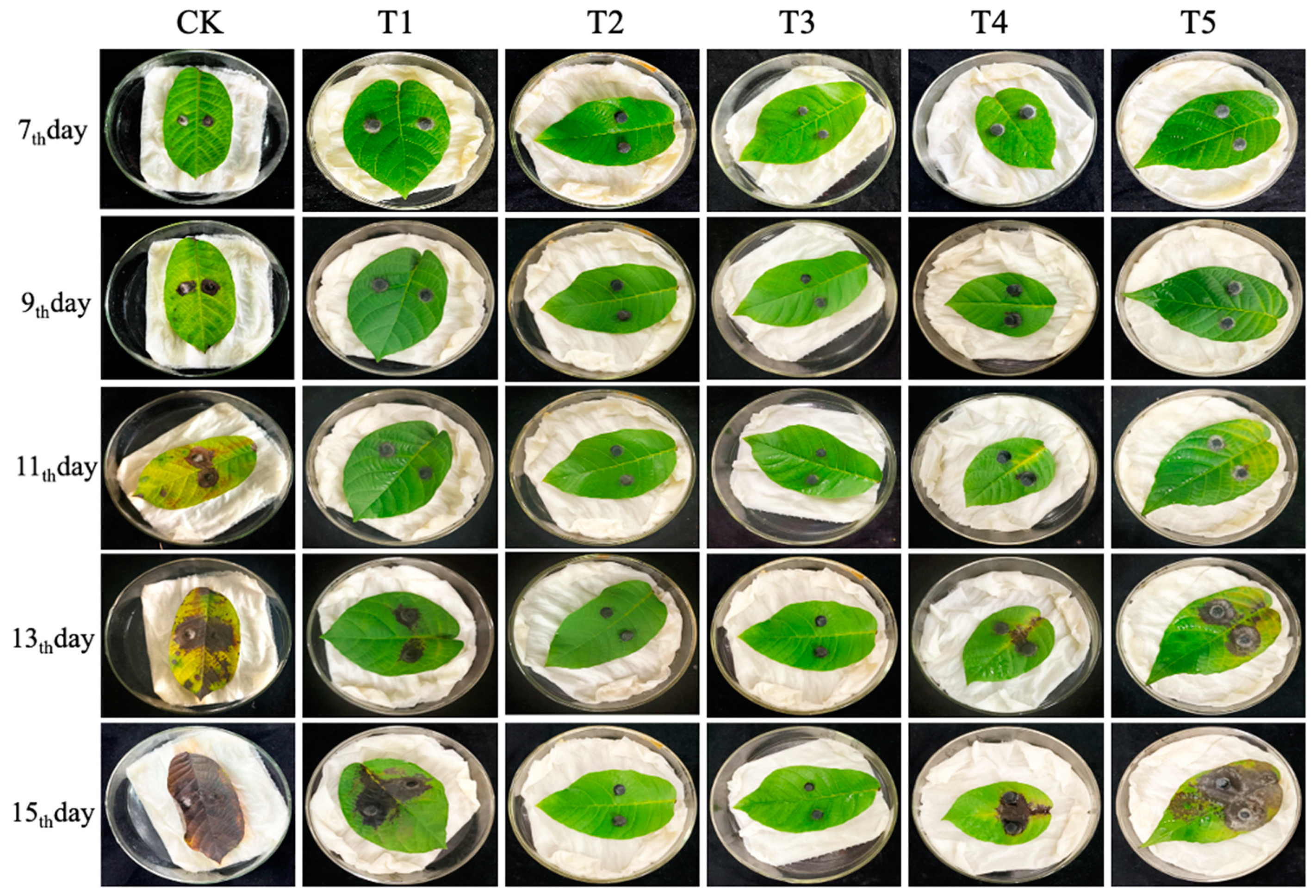 Microorganisms 11 01885 g007 Microorganisms 11 01885 g007