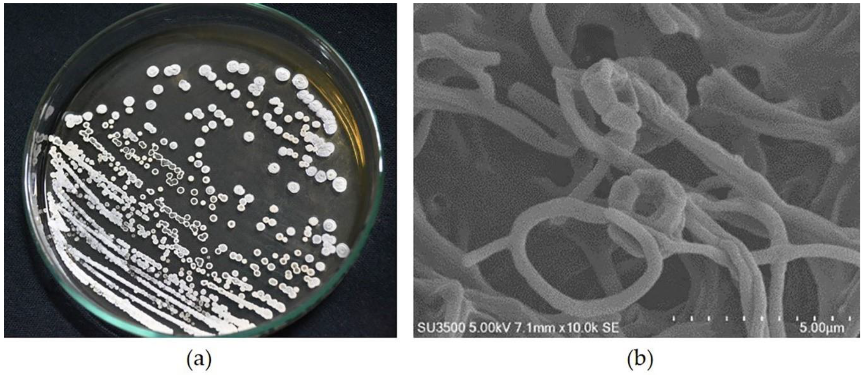 Microorganisms 11 01930 g001 Microorganisms 11 01930 g001