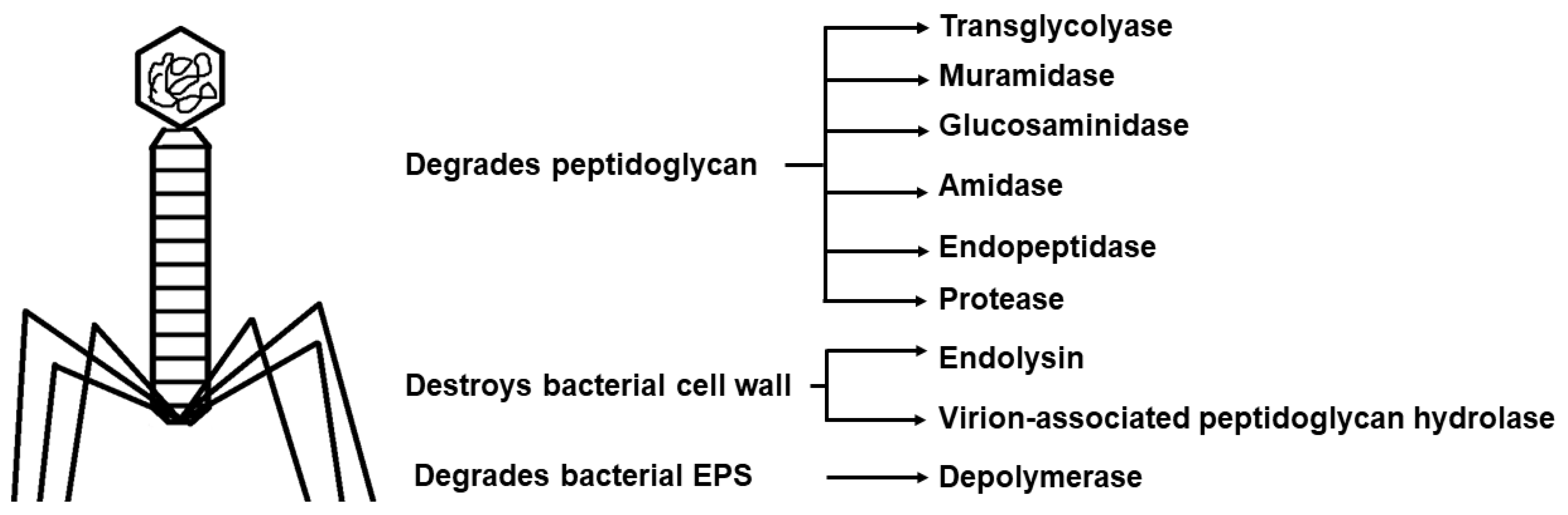 Microorganisms 11 01934 g007