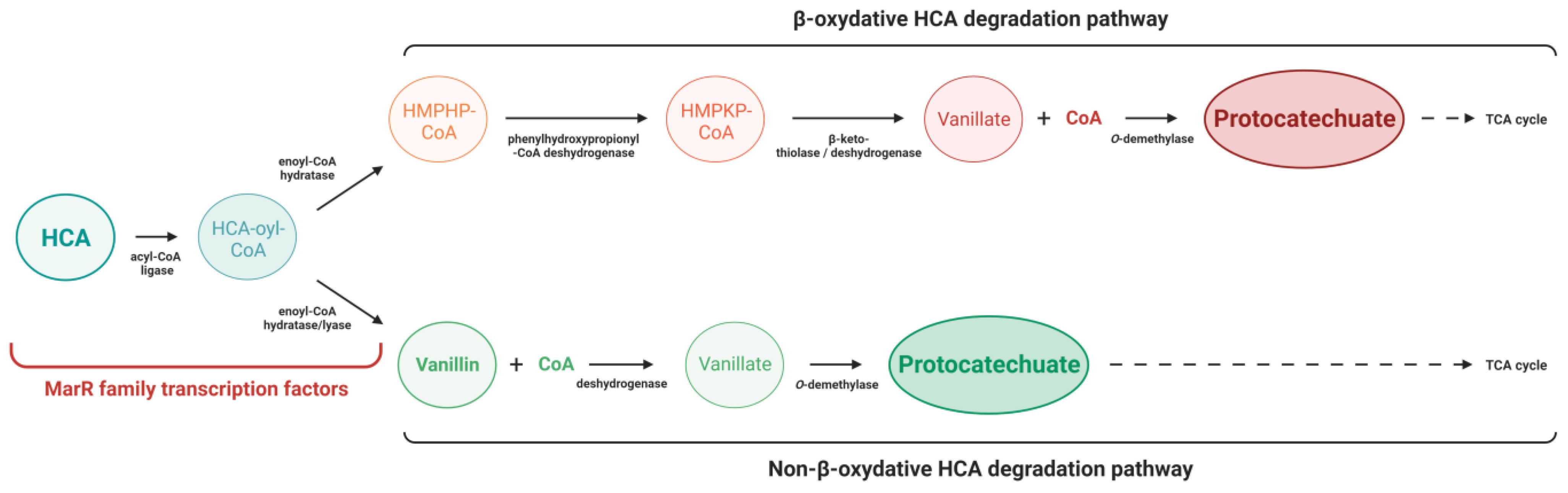 Microorganisms 11 01936 g004