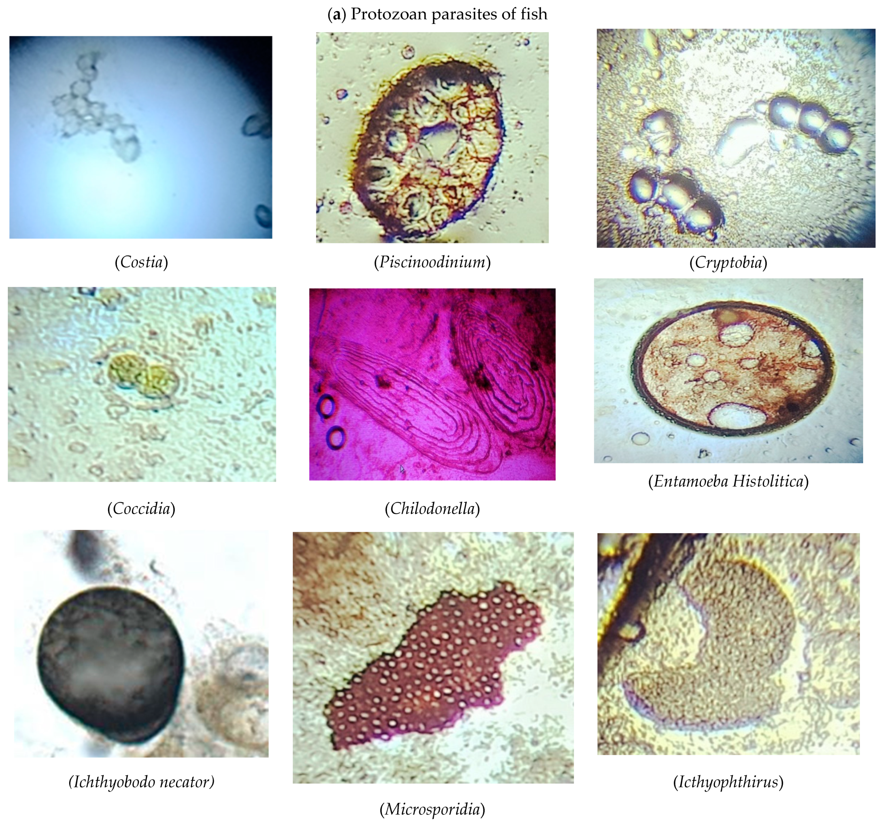 Microorganisms | Free Full-Text | Parasite Diversity in a Freshwater  Ecosystem