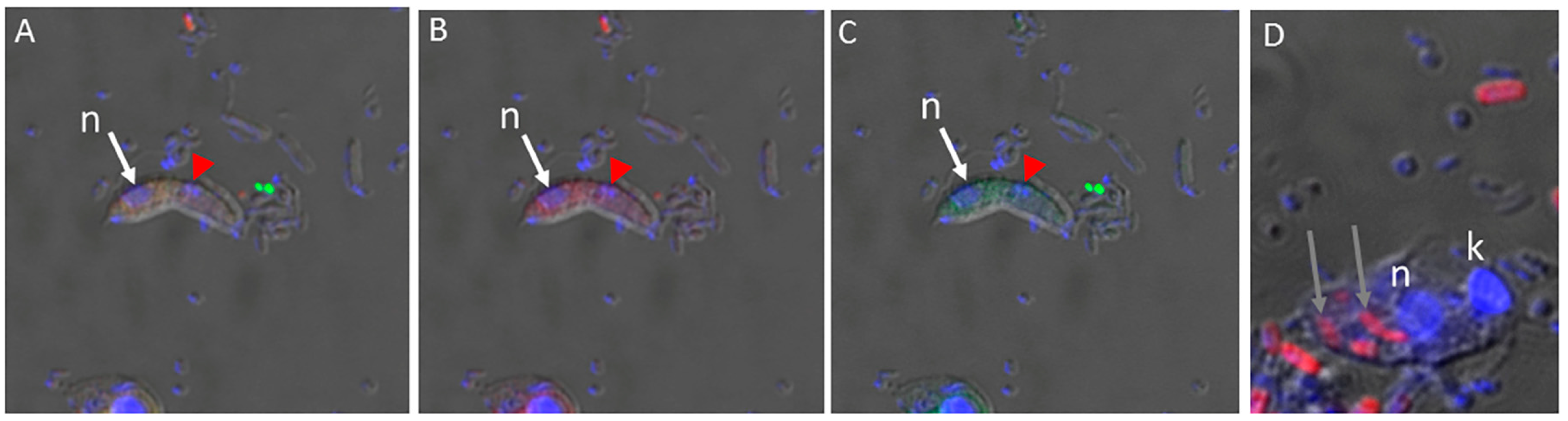Microorganisms 11 01945 g002
