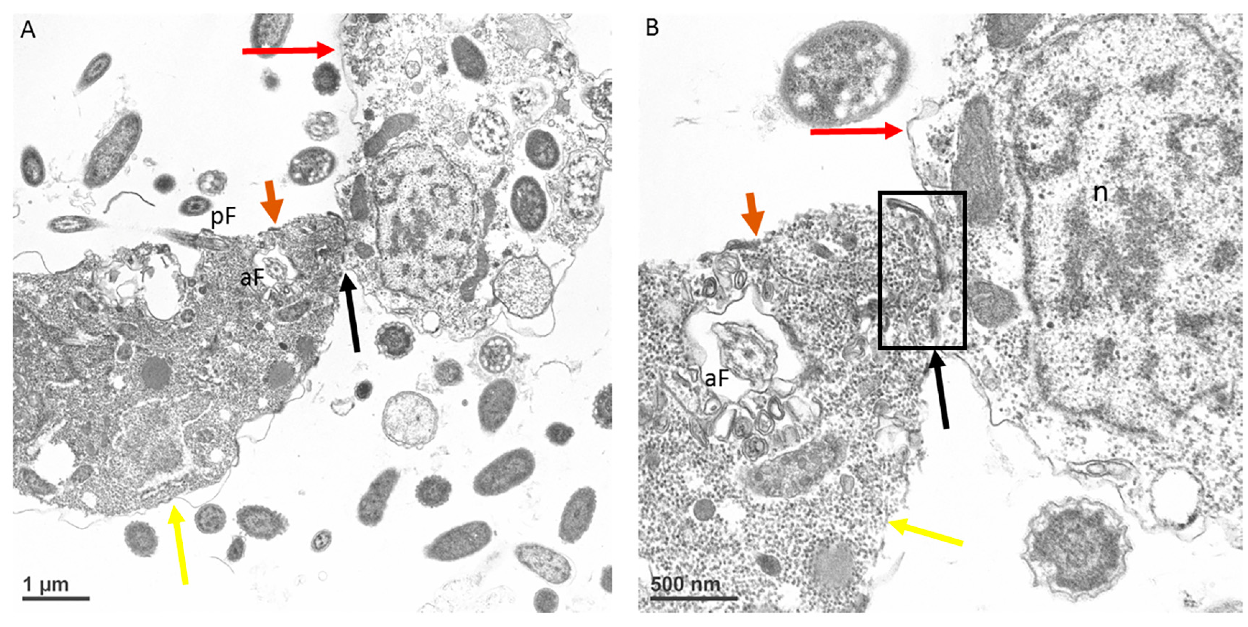Microorganisms 11 01945 g007