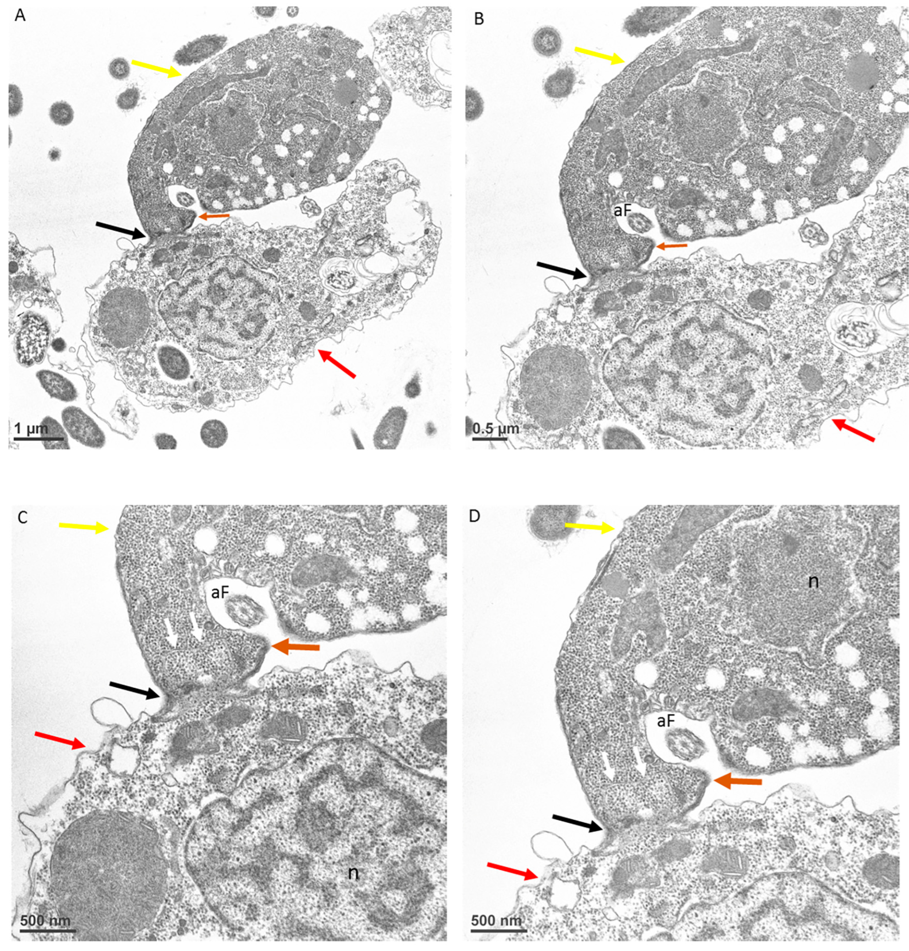Microorganisms 11 01945 g008