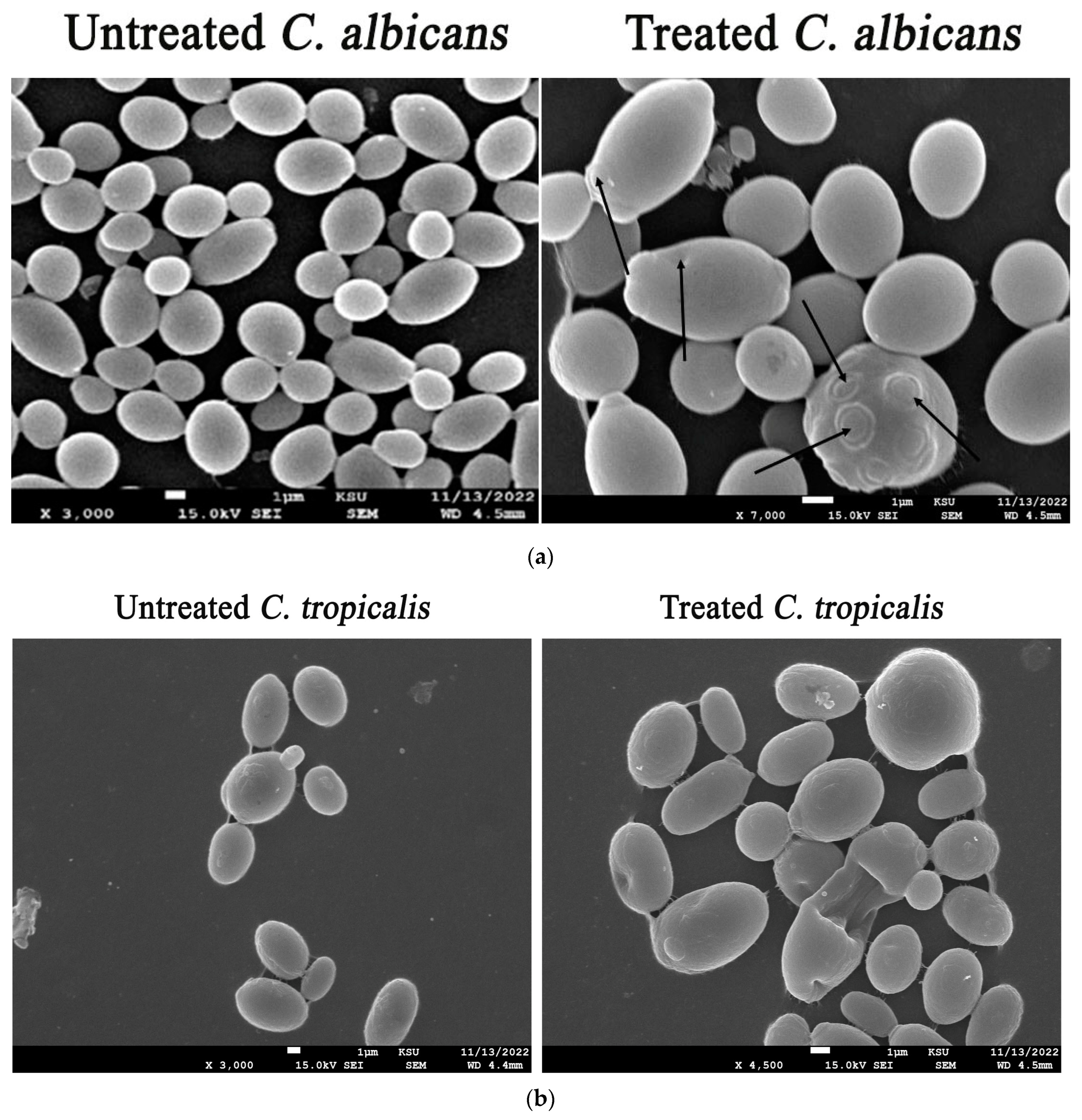 Microorganisms 11 01957 g011 Microorganisms 11 01957 g011