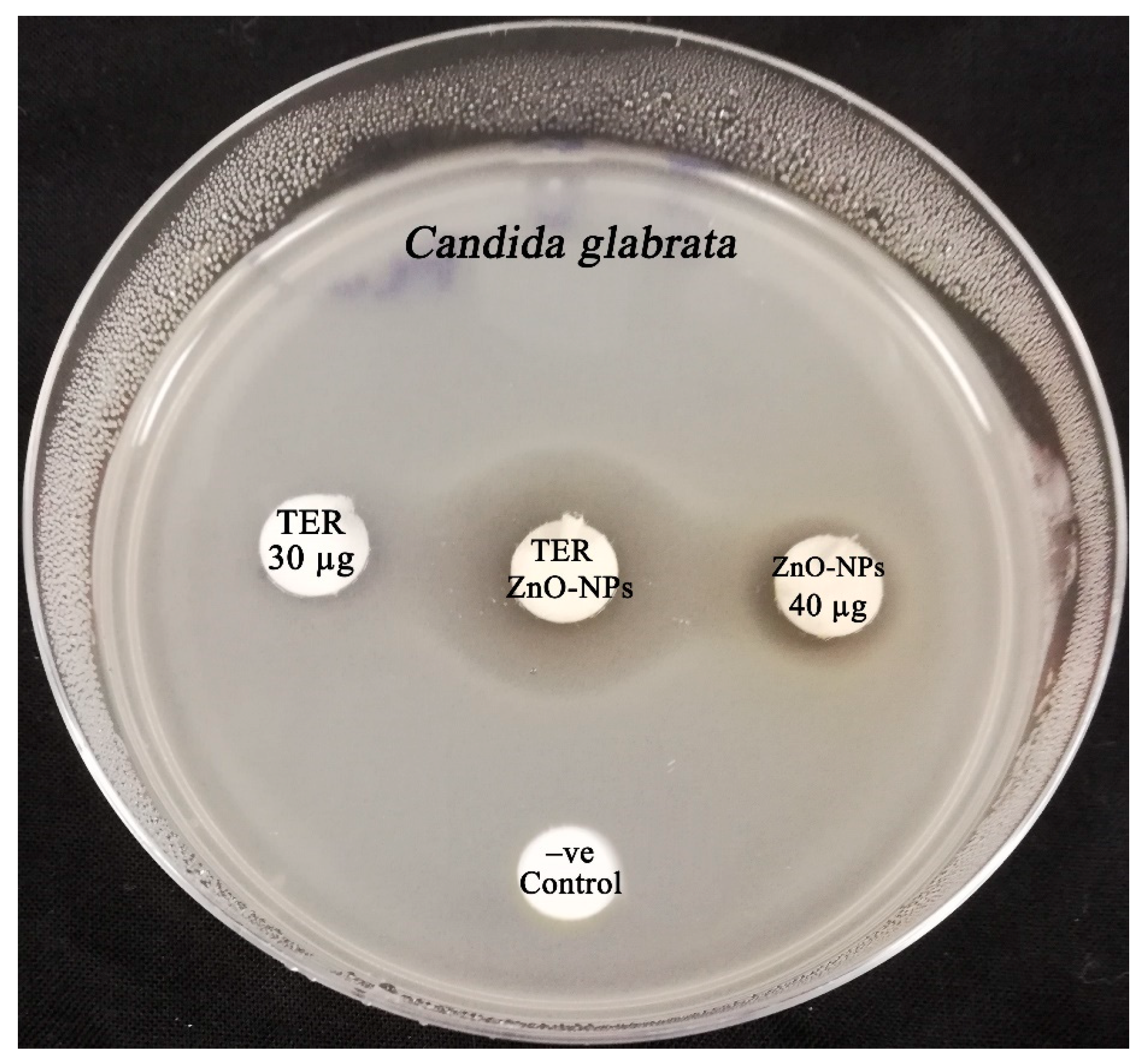Microorganisms 11 01957 g012 Microorganisms 11 01957 g012