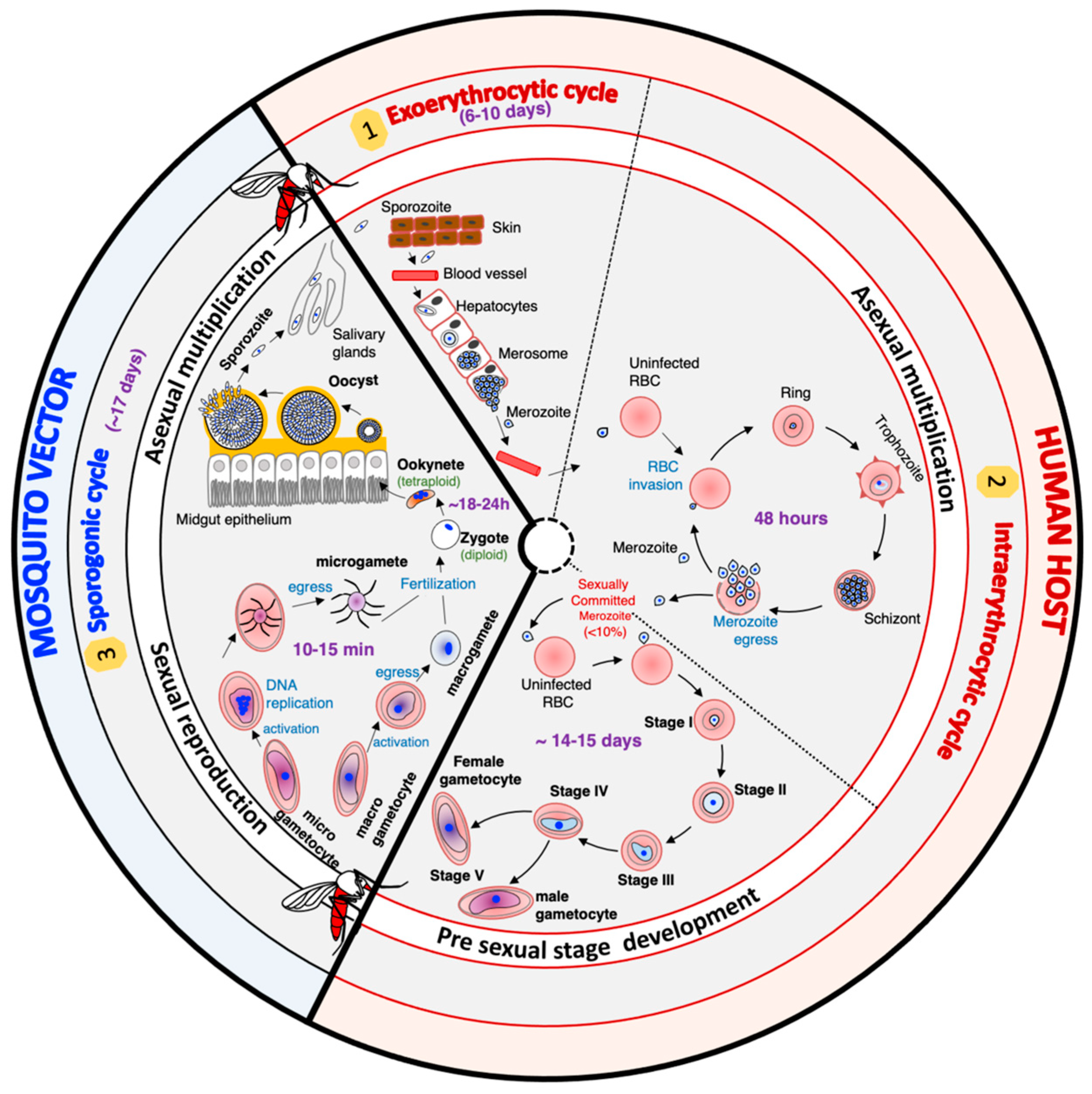 Plasmodium falciparum