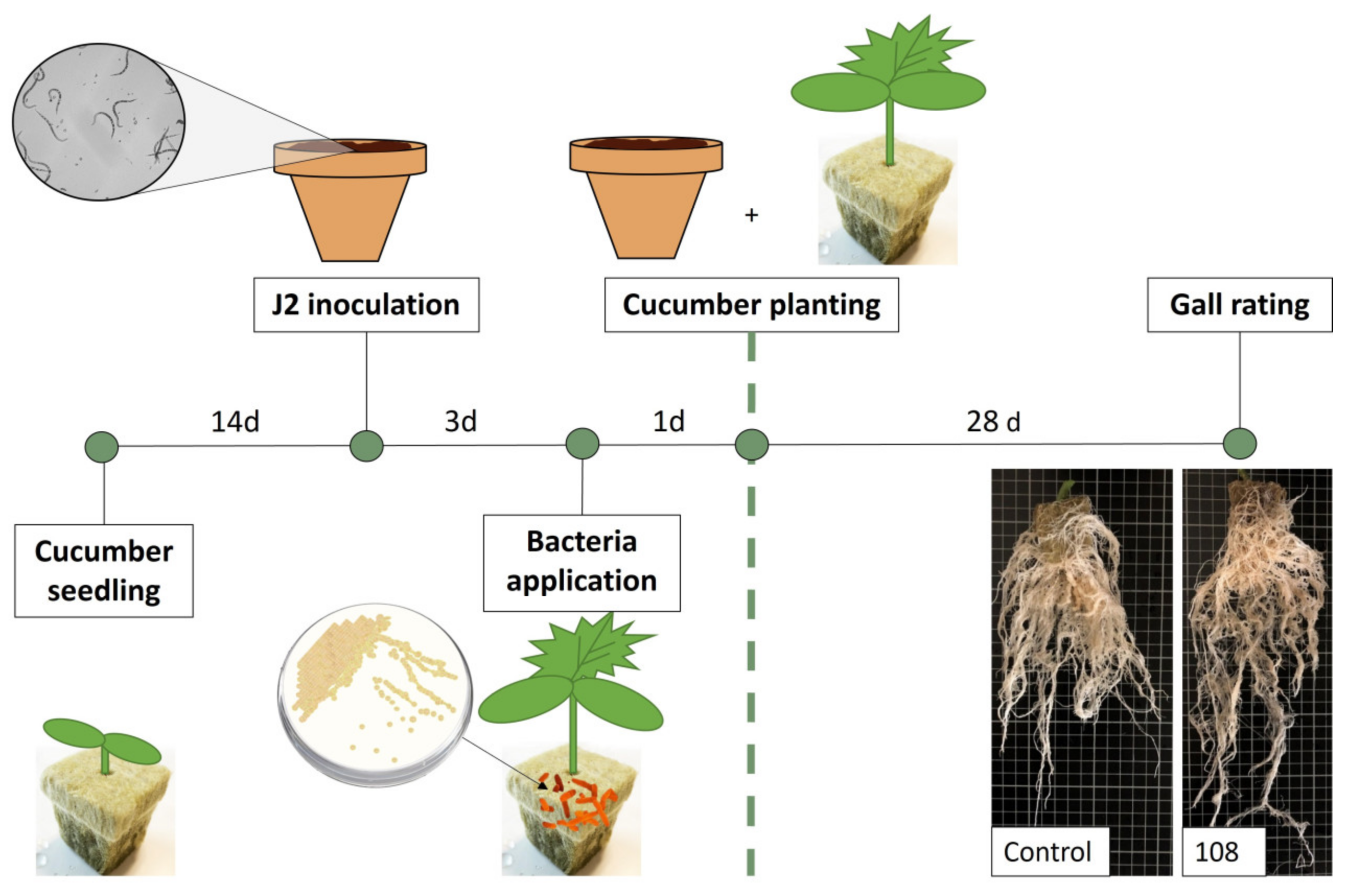 Microorganisms 11 02011 g006 Microorganisms 11 02011 g006