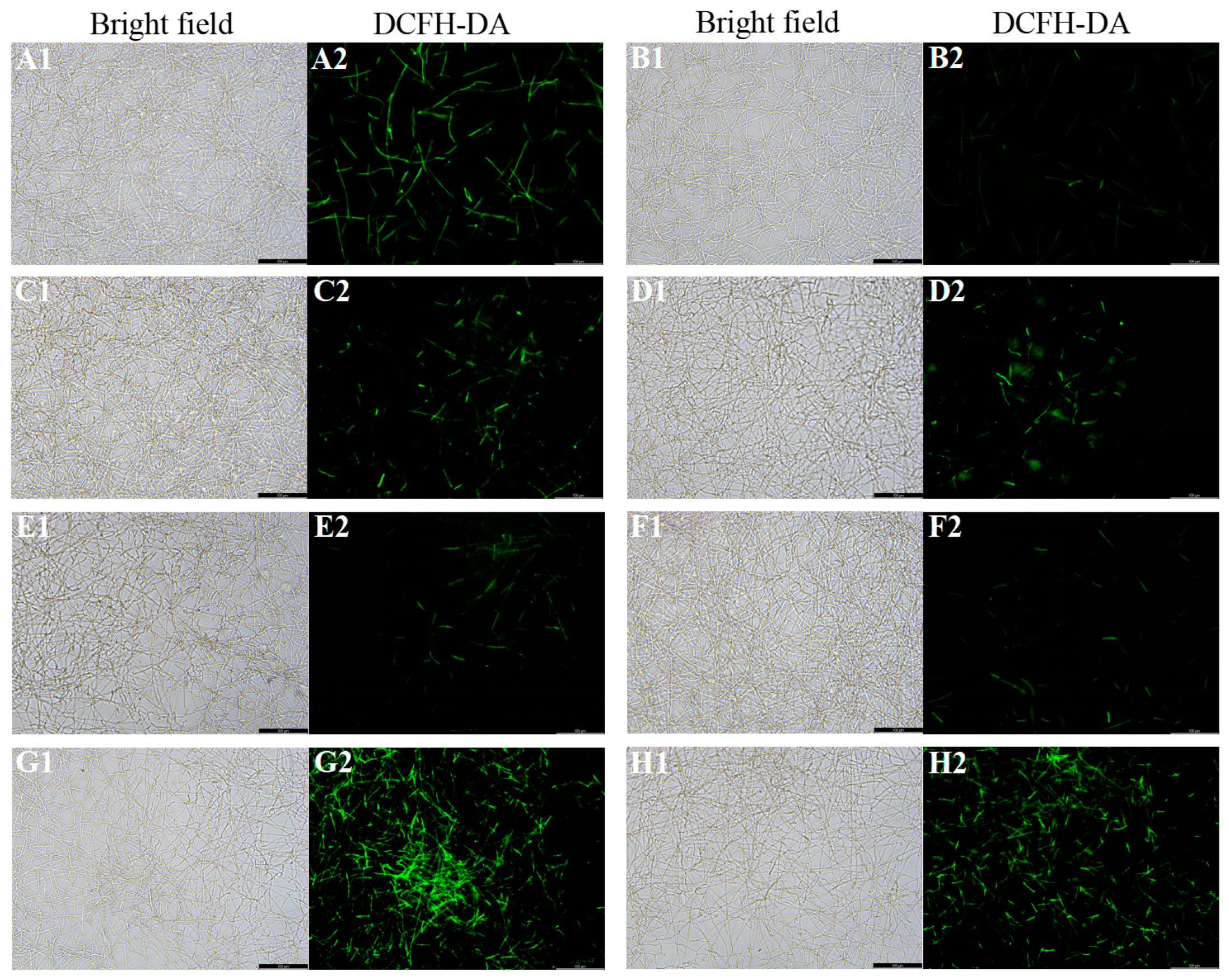 Microorganisms 11 02015 g004 Microorganisms 11 02015 g004
