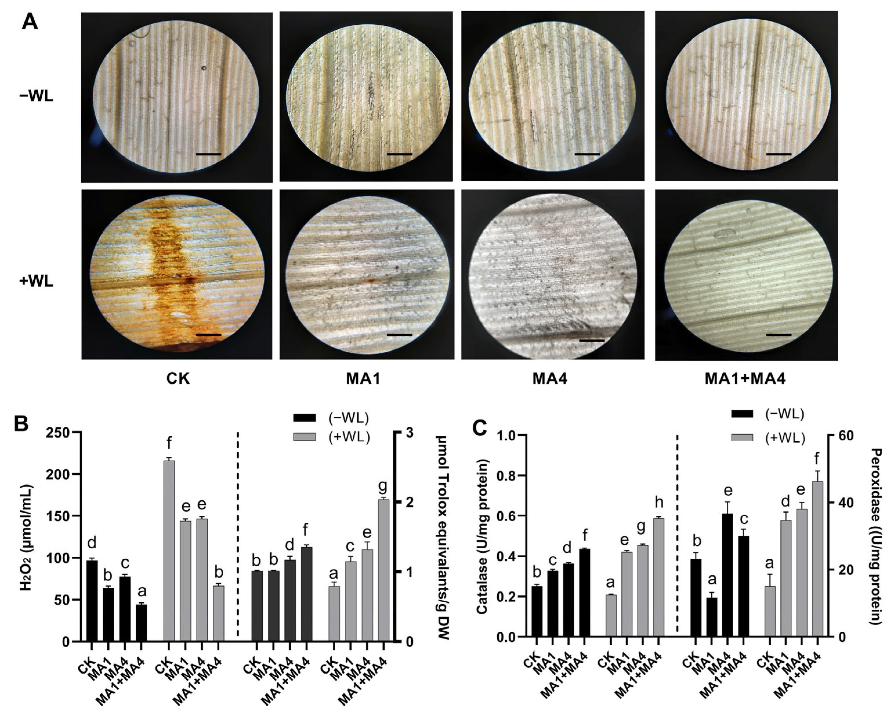 Microorganisms 11 02025 g005