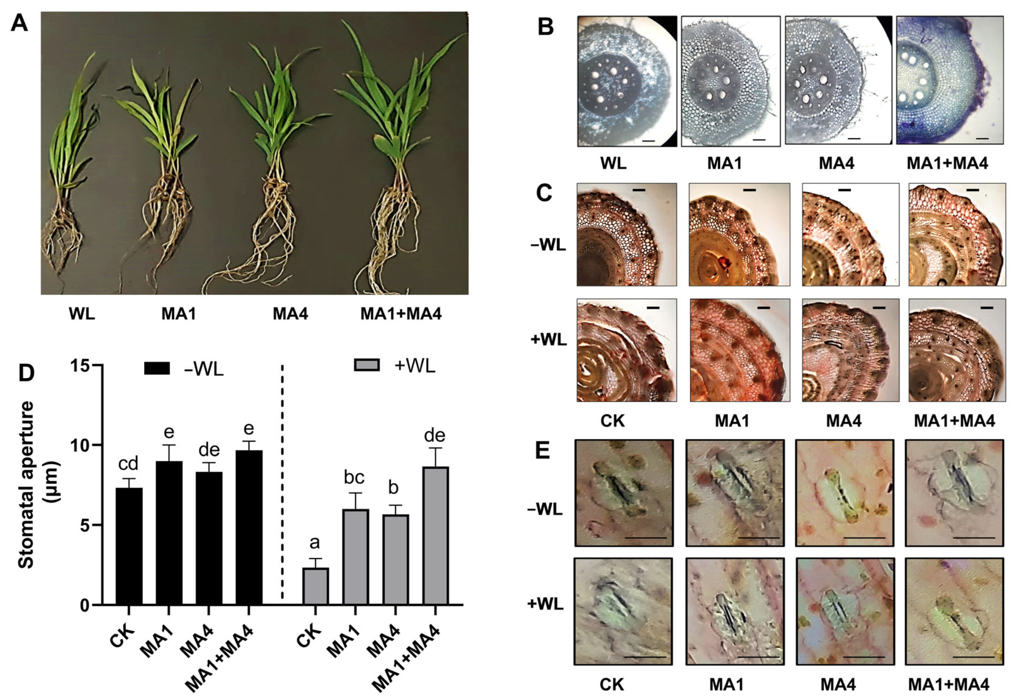 Microorganisms 11 02025 g007