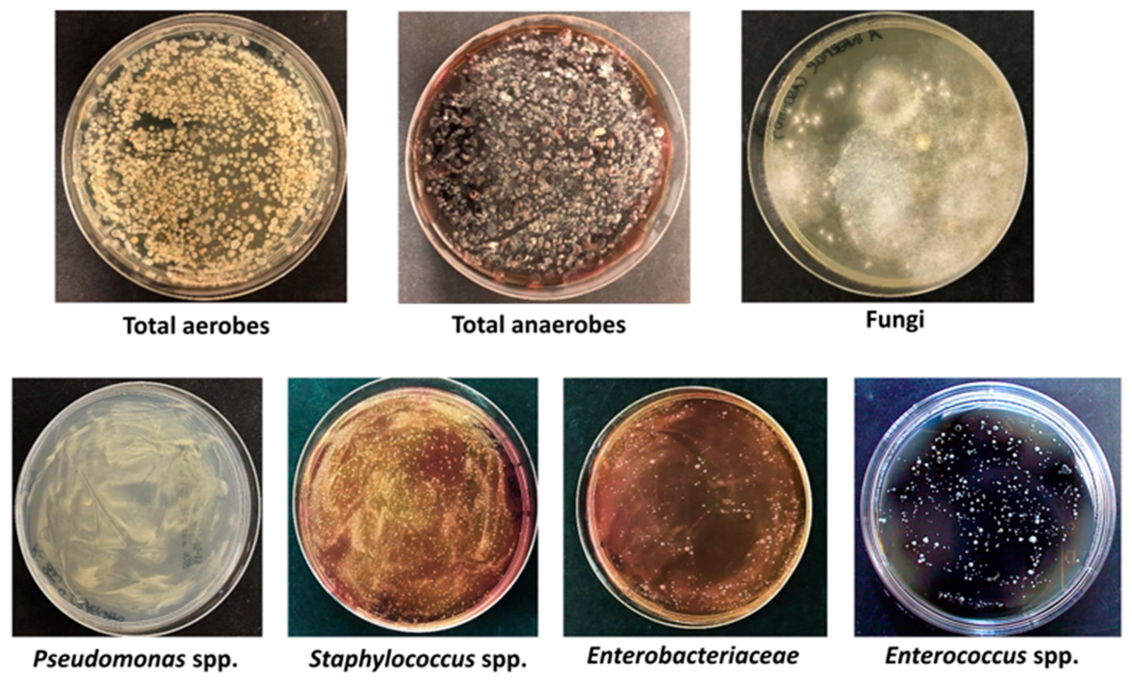 Microorganisms 11 02031 g001 Microorganisms 11 02031 g001