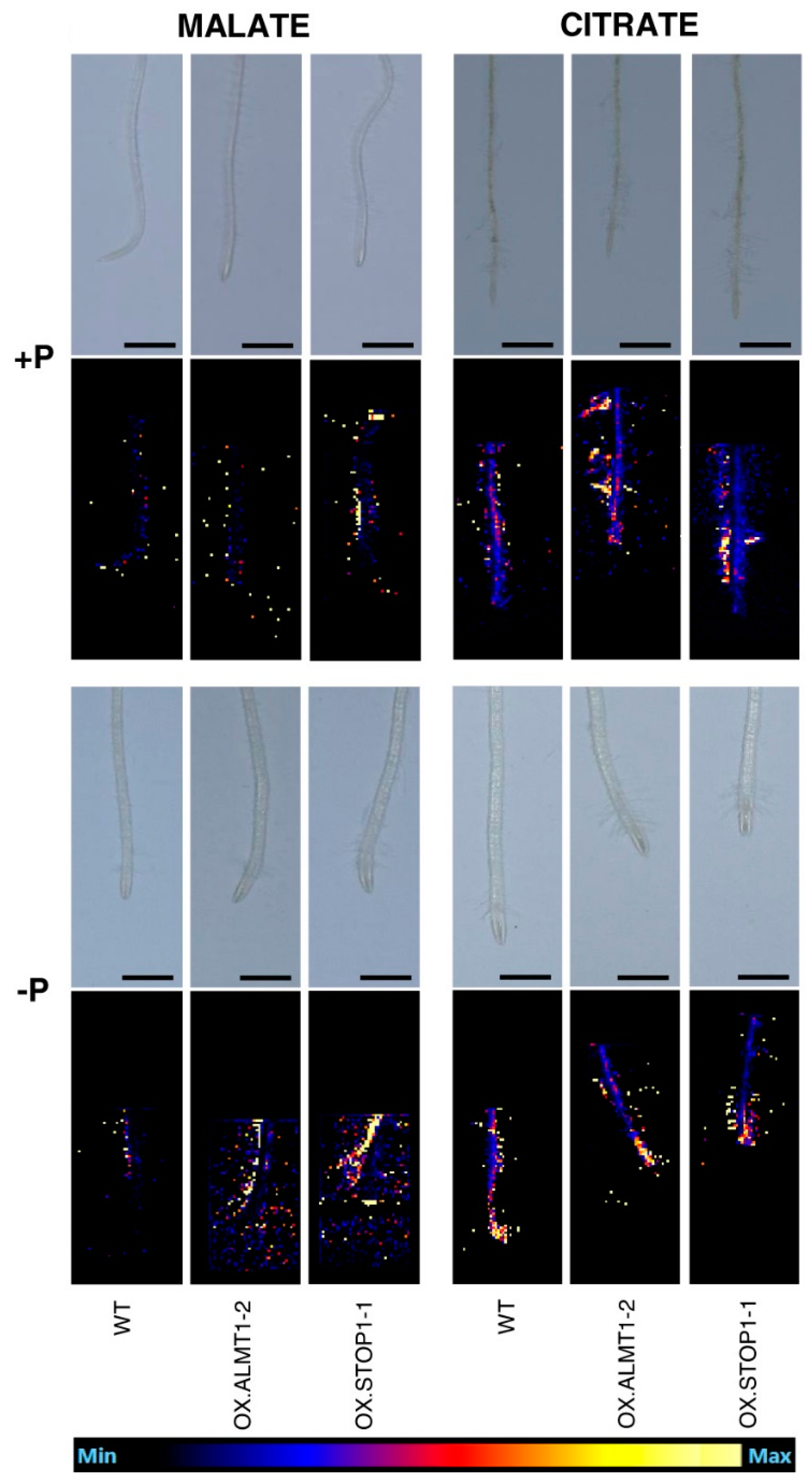 Microorganisms 11 02045 g005 Microorganisms 11 02045 g005