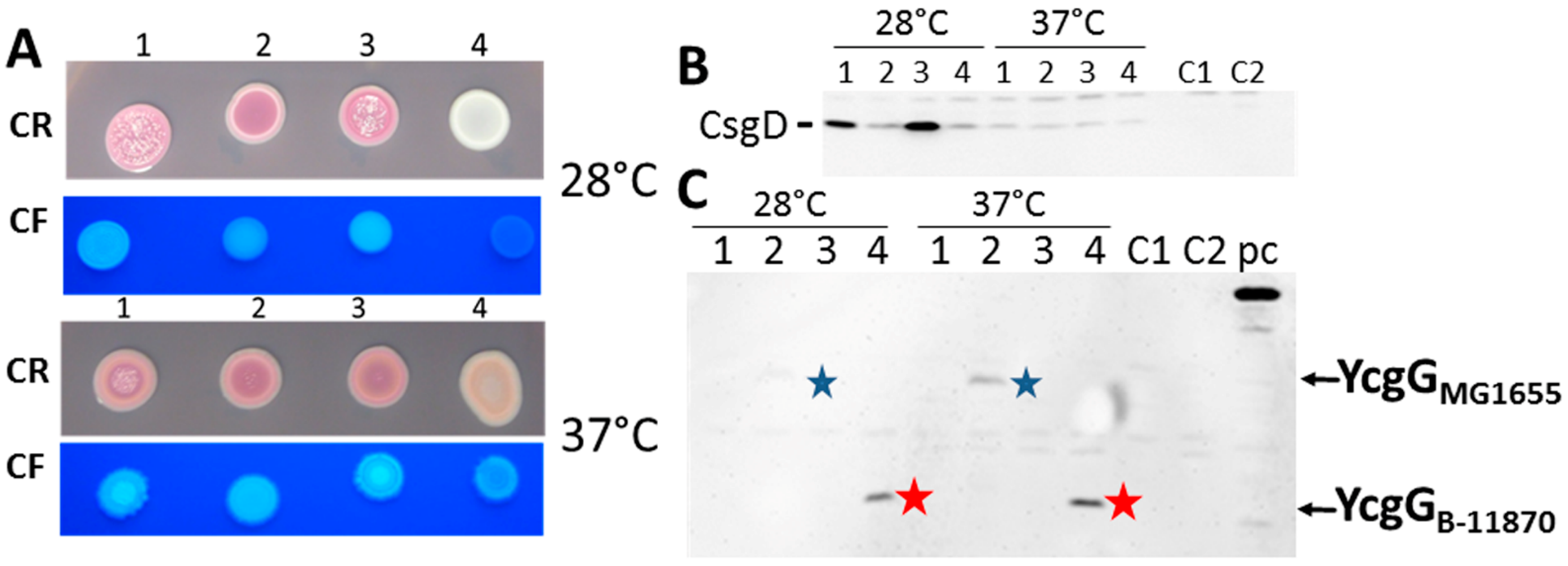 Microorganisms 11 02048 g002