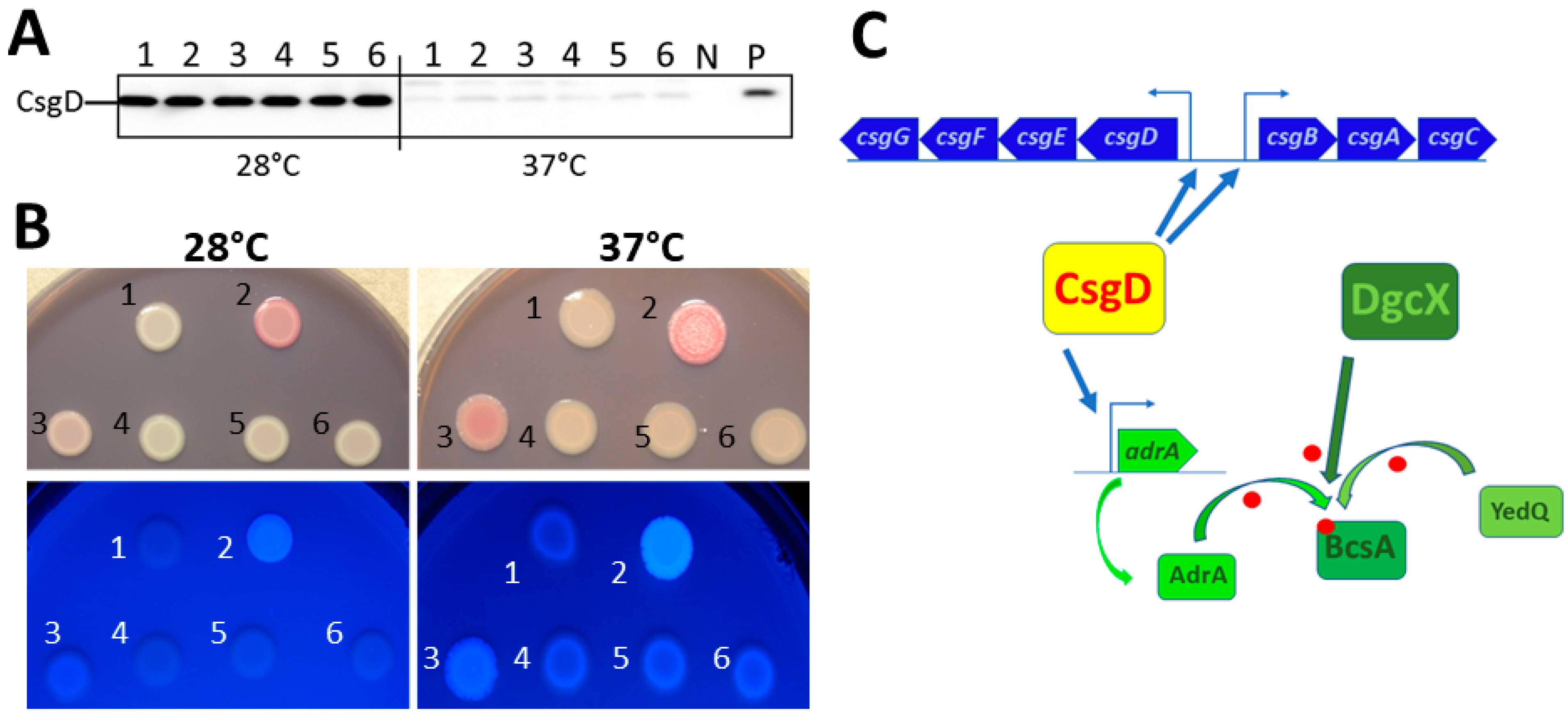 Microorganisms 11 02048 g005