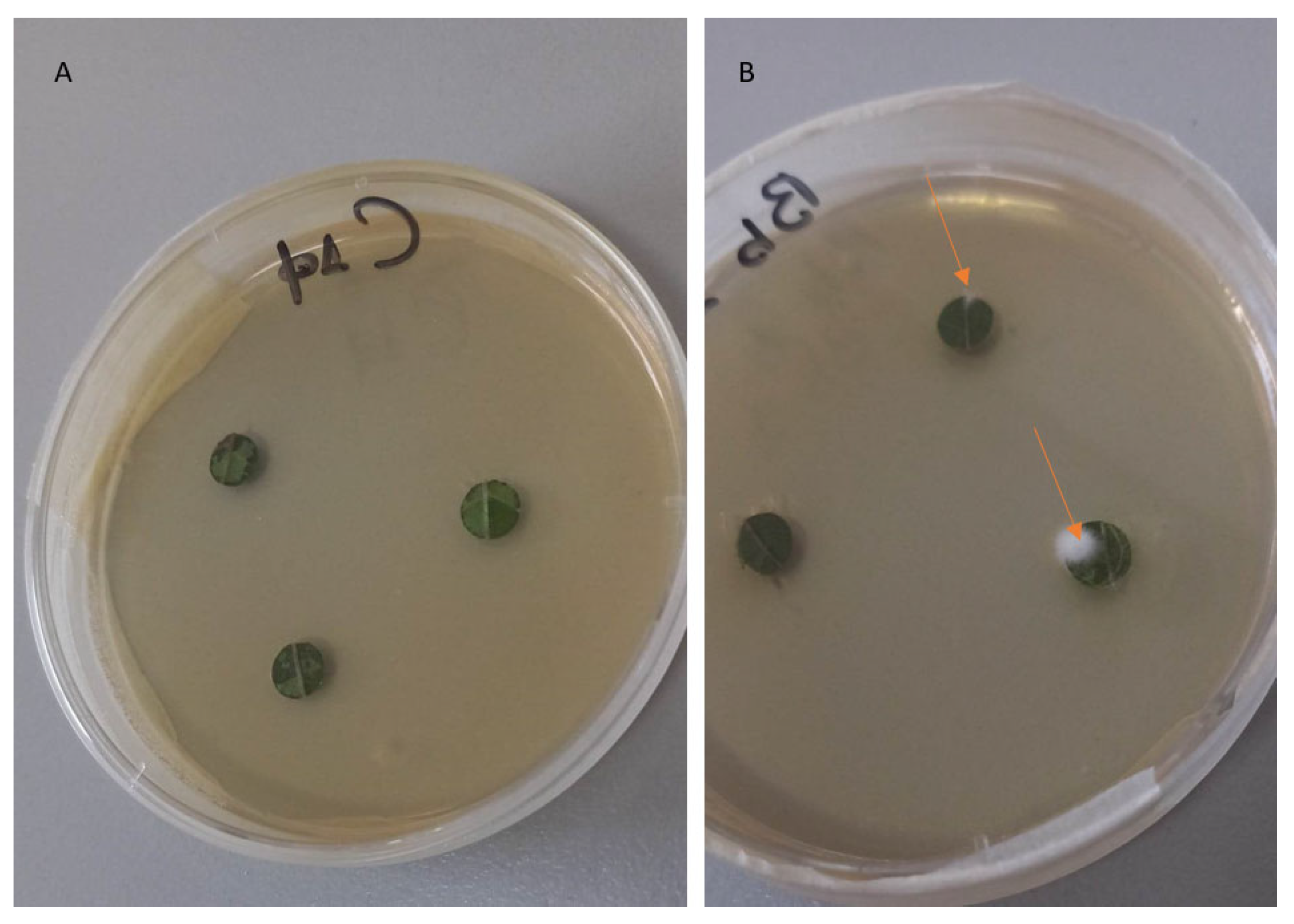 Microorganisms 11 02050 g003 Microorganisms 11 02050 g003