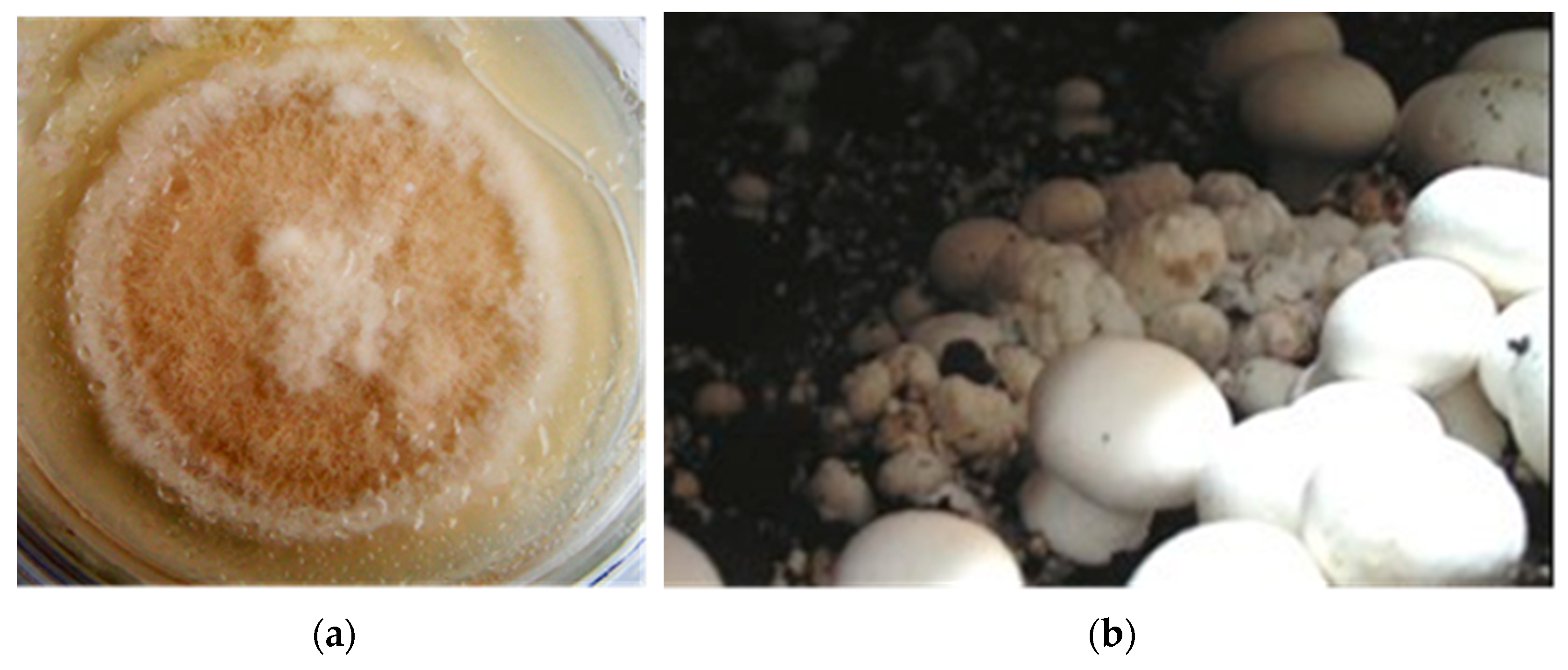 Microorganisms 11 02056 g001 Microorganisms 11 02056 g001