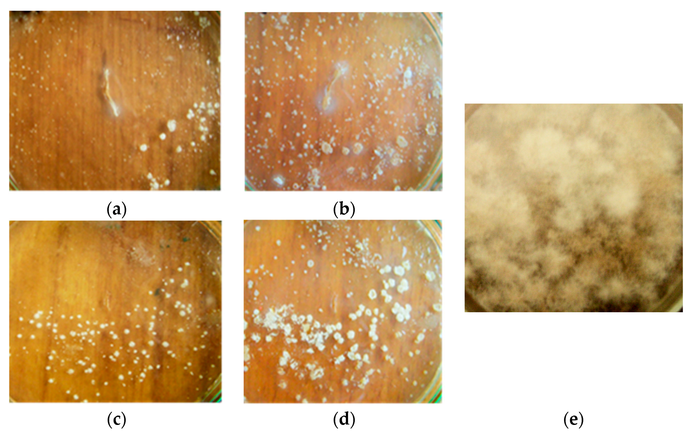 Microorganisms 11 02056 g002 Microorganisms 11 02056 g002