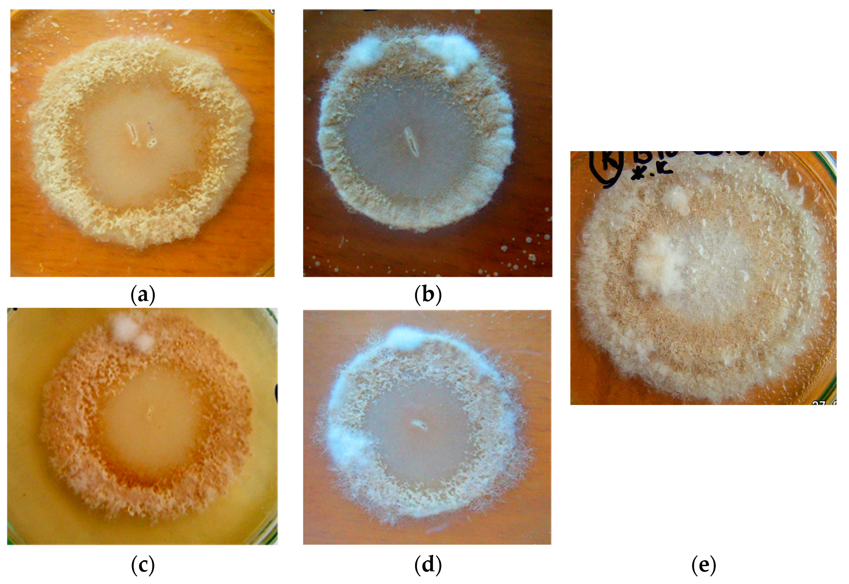 Microorganisms 11 02056 g003 Microorganisms 11 02056 g003