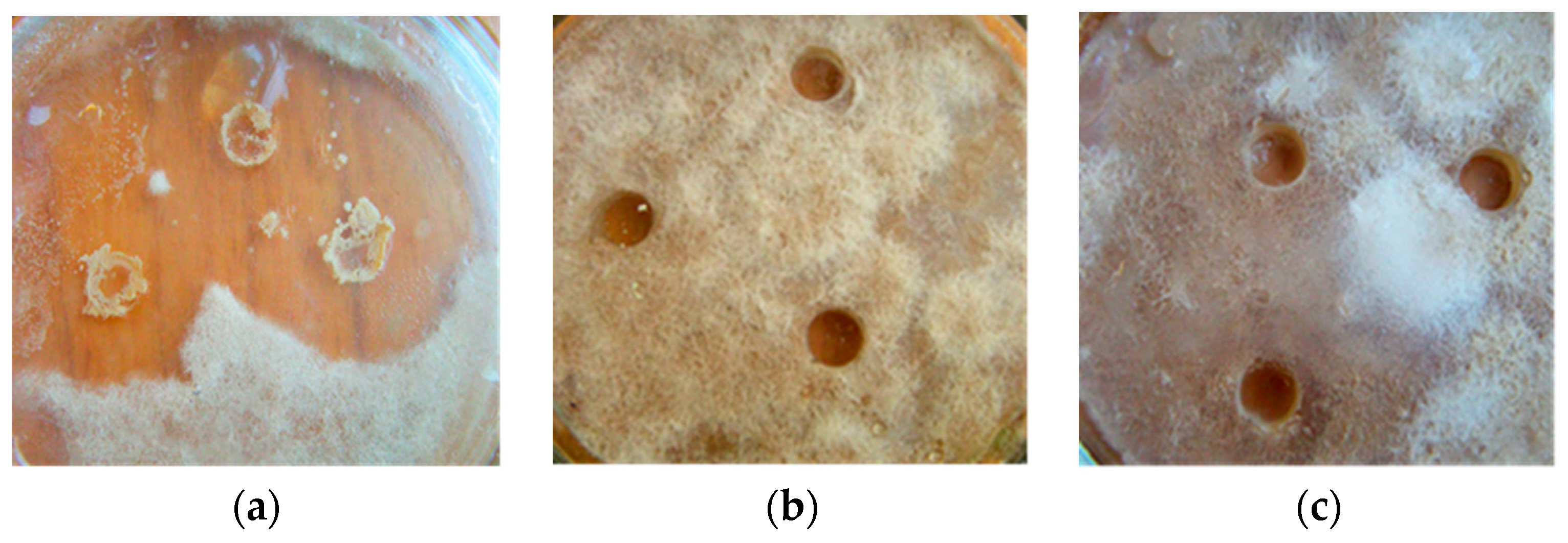 Microorganisms 11 02056 g005a Microorganisms 11 02056 g005a