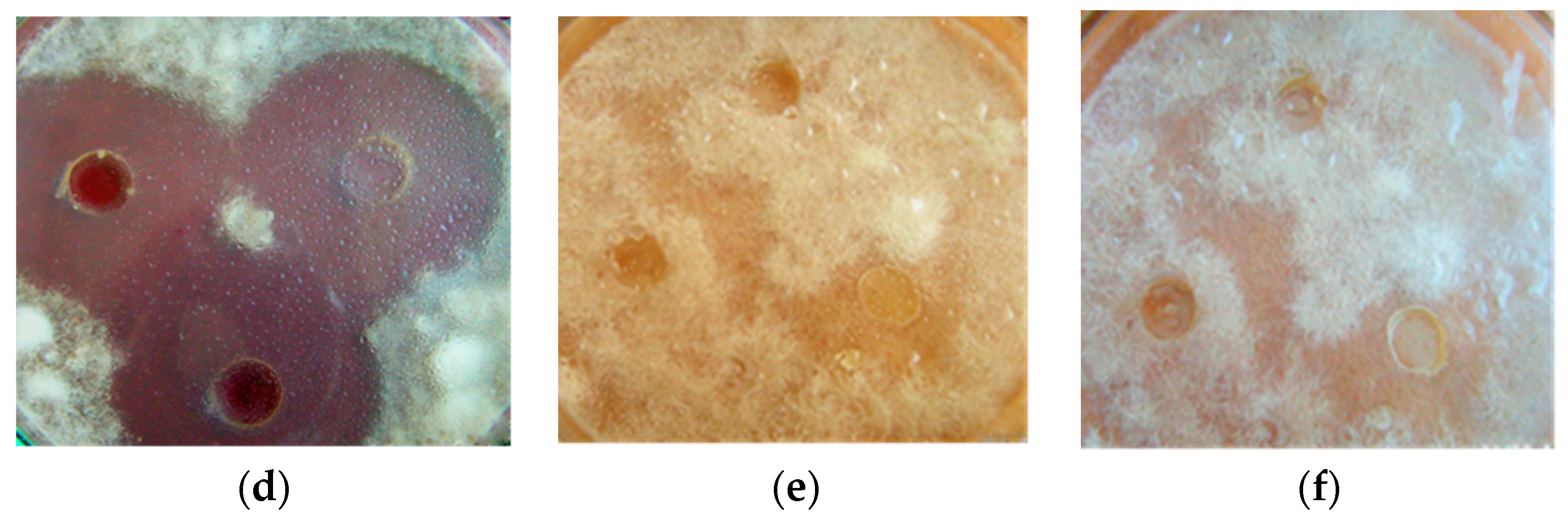 Microorganisms 11 02056 g005b Microorganisms 11 02056 g005b