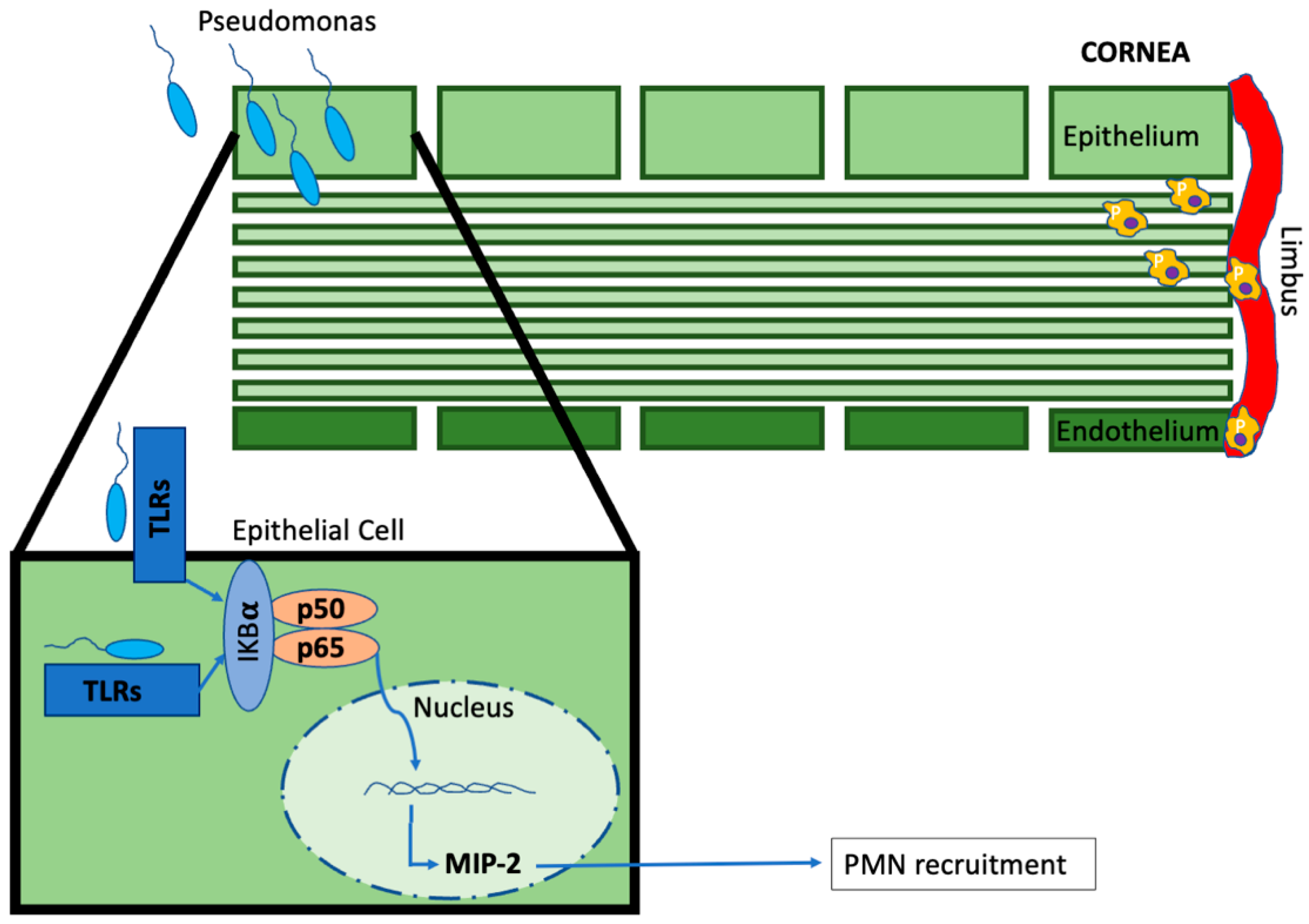 Microorganisms 11 02074 g002 Microorganisms 11 02074 g002