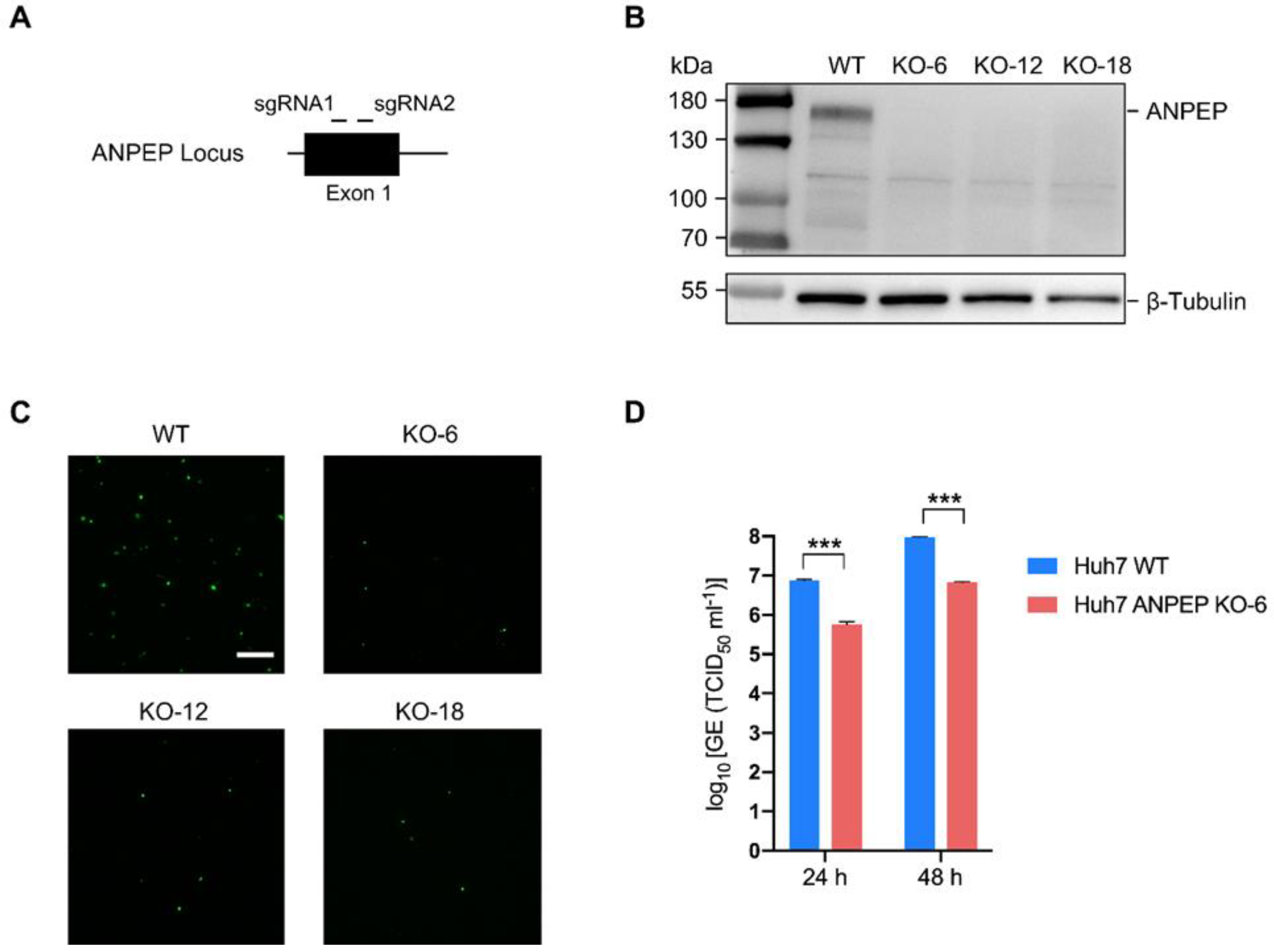 Microorganisms 11 02075 g005 Microorganisms 11 02075 g005