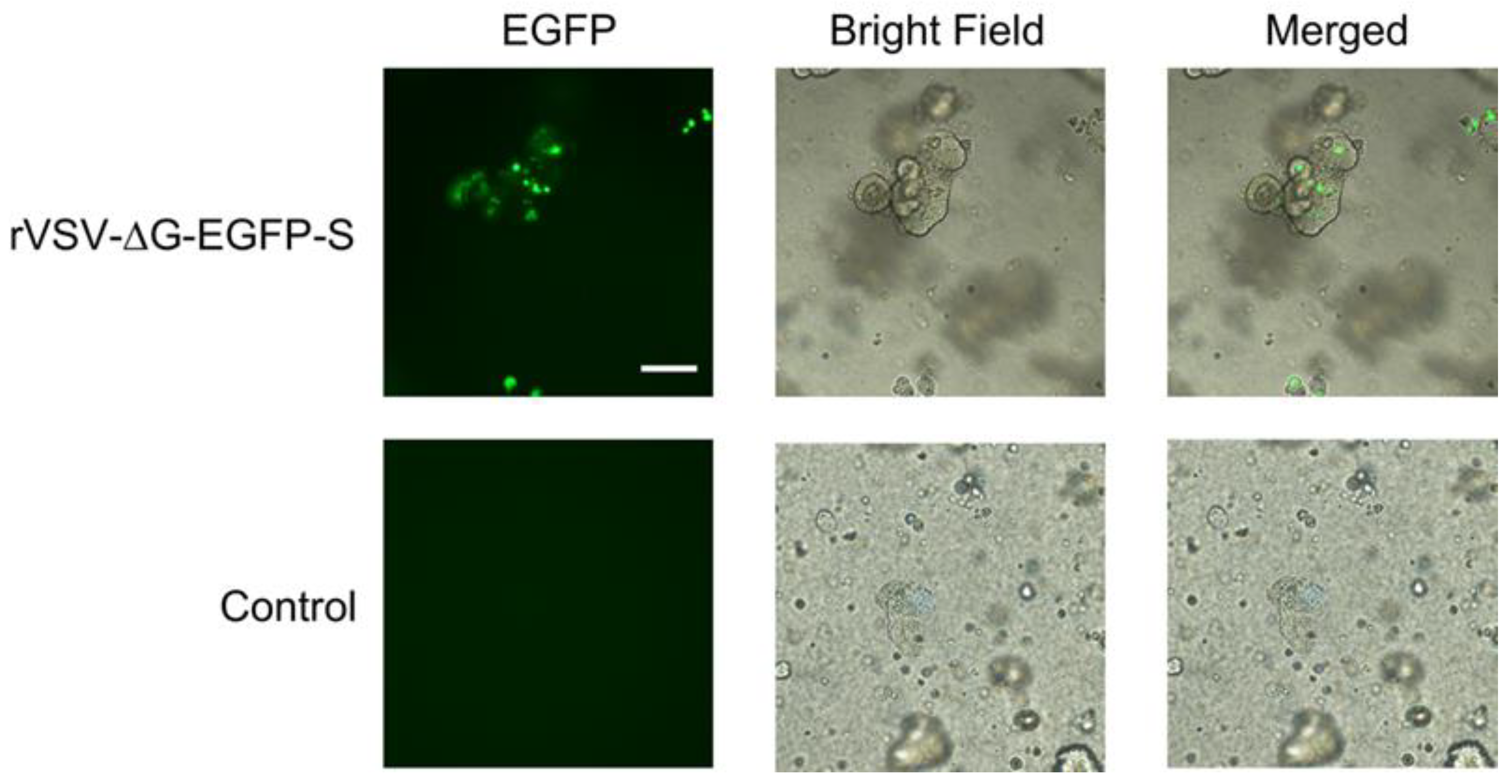 Microorganisms 11 02075 g006 Microorganisms 11 02075 g006