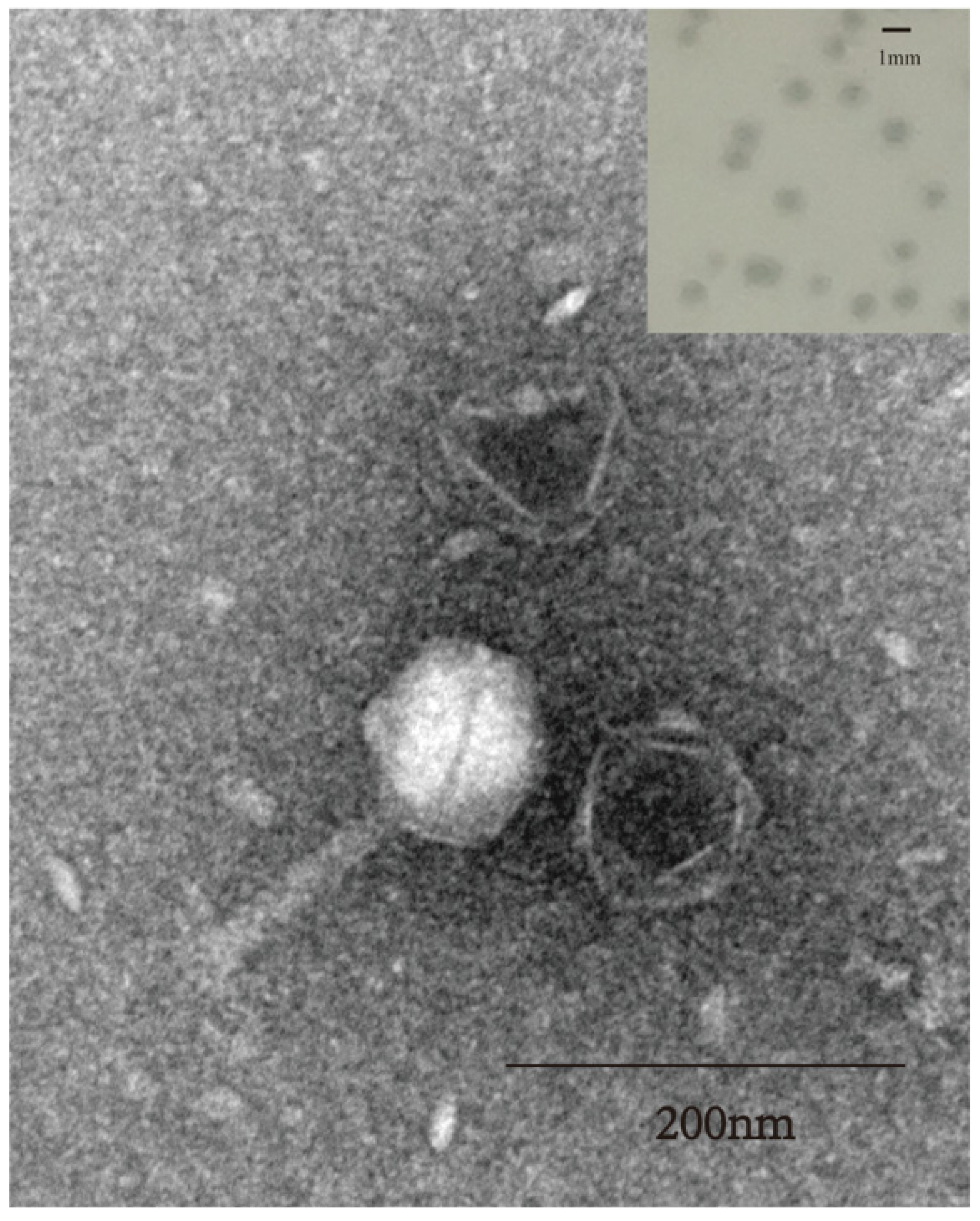Microorganisms 11 02090 g001 Microorganisms 11 02090 g001