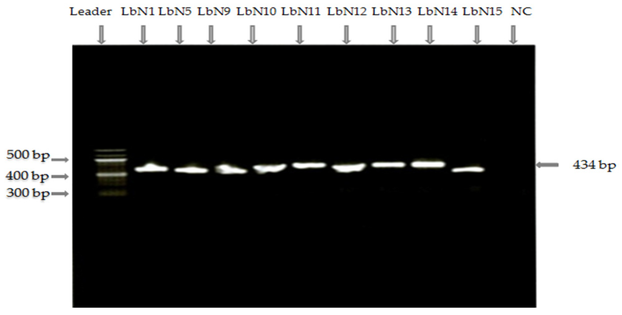 Microorganisms 11 02091 g001 Microorganisms 11 02091 g001