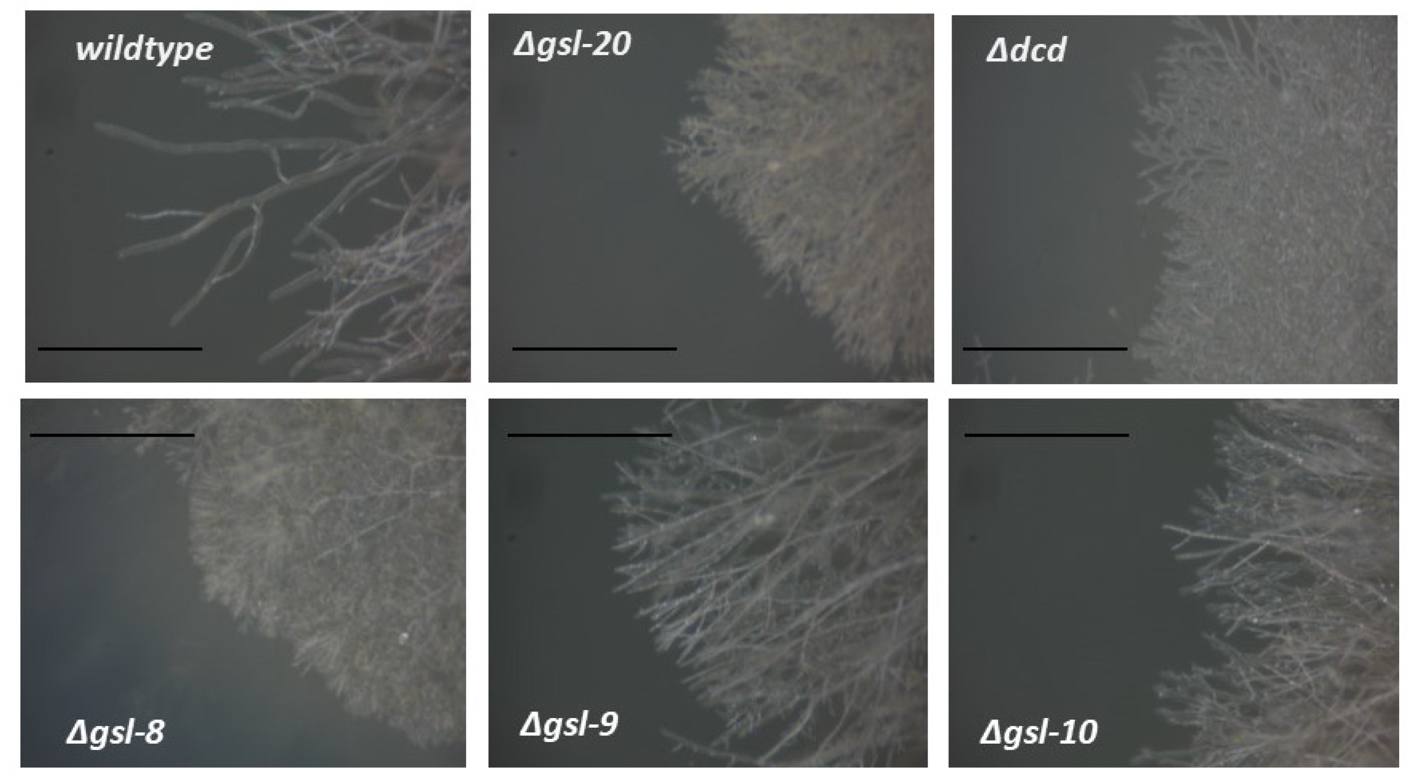 Microorganisms 11 02093 g002 Microorganisms 11 02093 g002