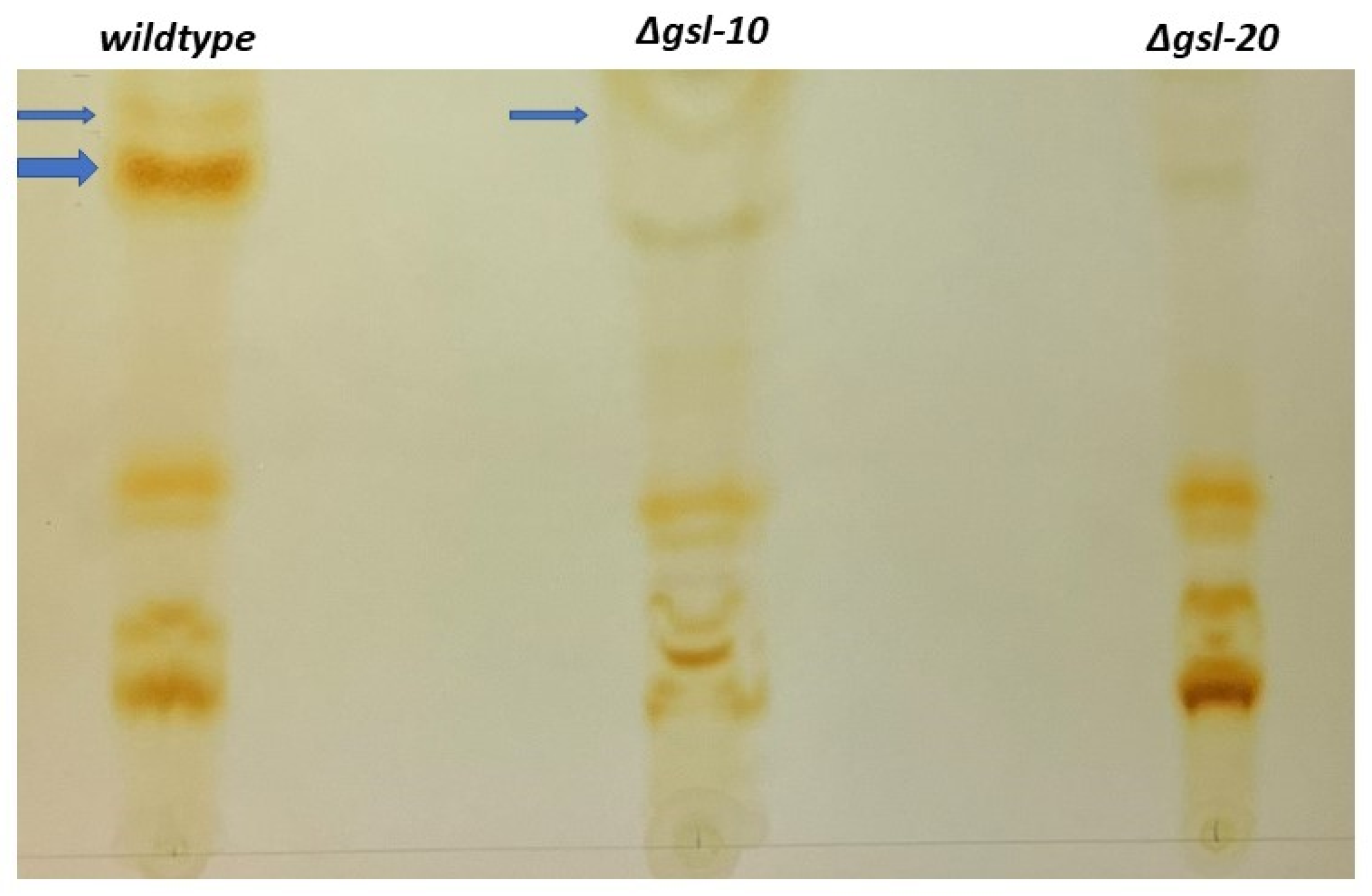 Microorganisms 11 02093 g007 Microorganisms 11 02093 g007