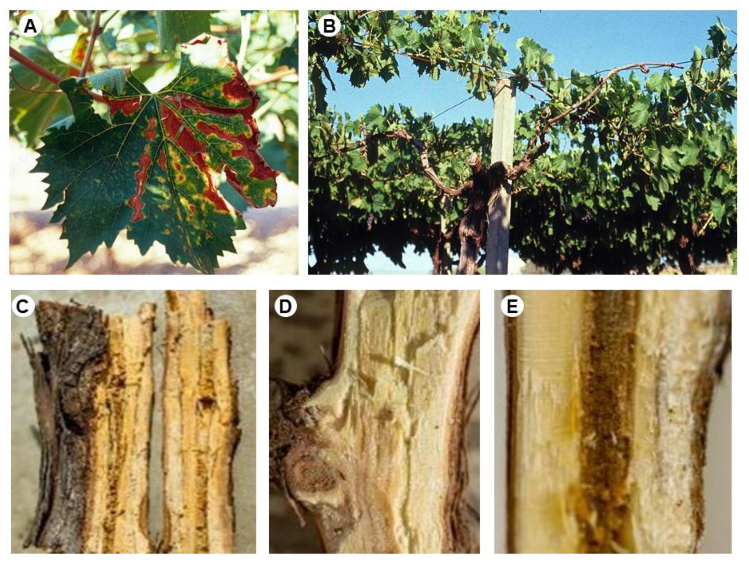 Microorganisms | Free Full-Text | New Potential Biological