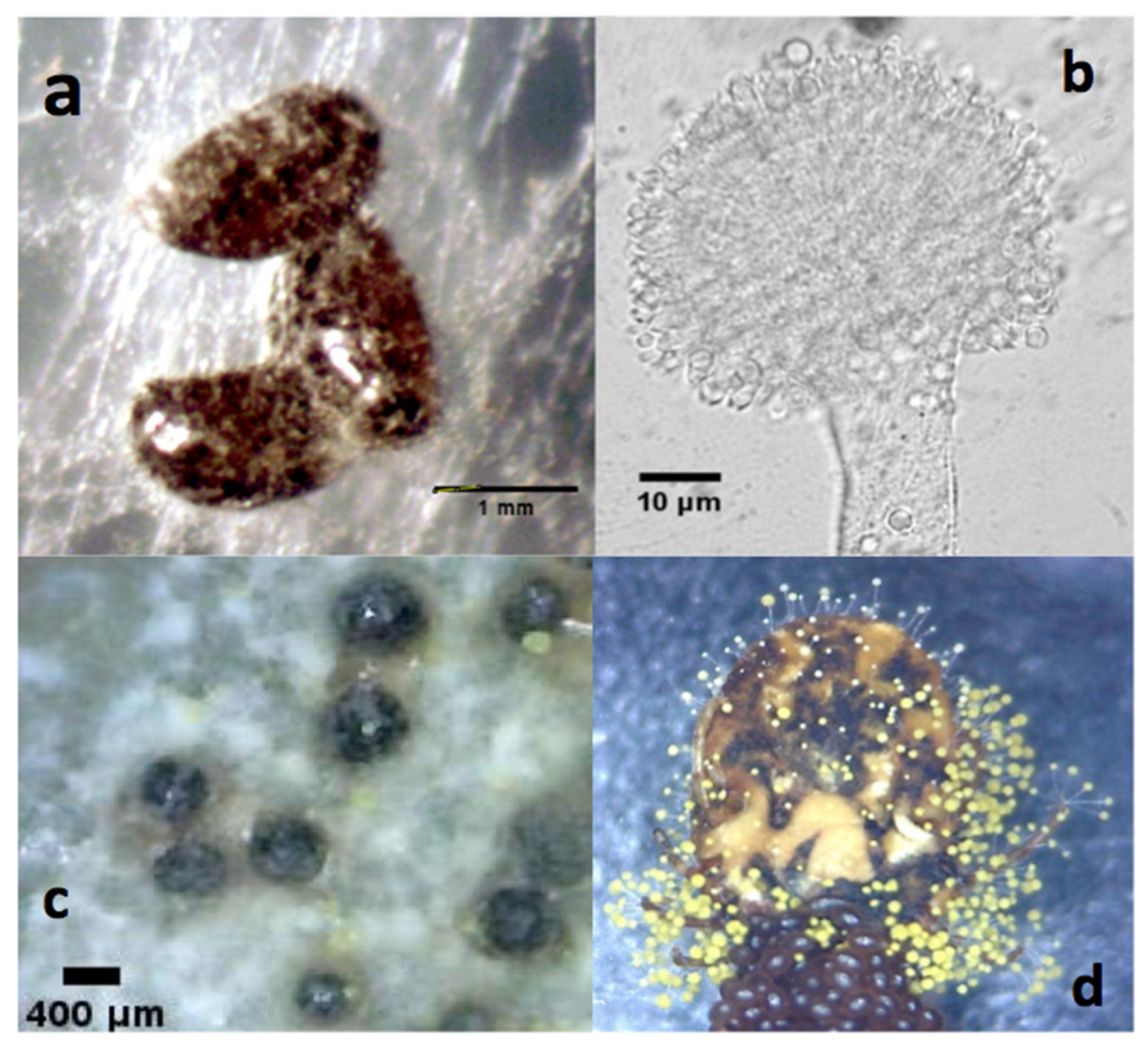 Microorganisms 11 02107 g001 Microorganisms 11 02107 g001