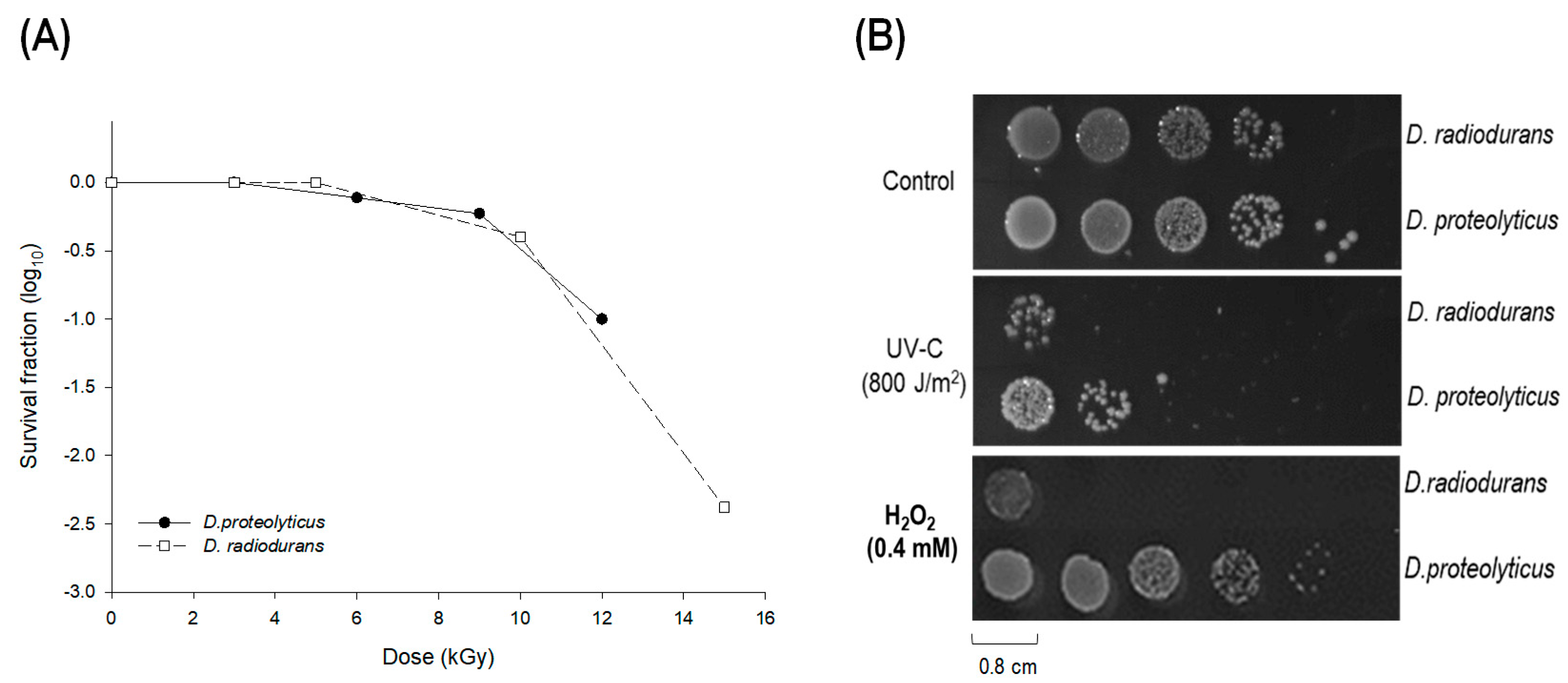 Oxidative Stress Resistance in Deinococcus radiodurans