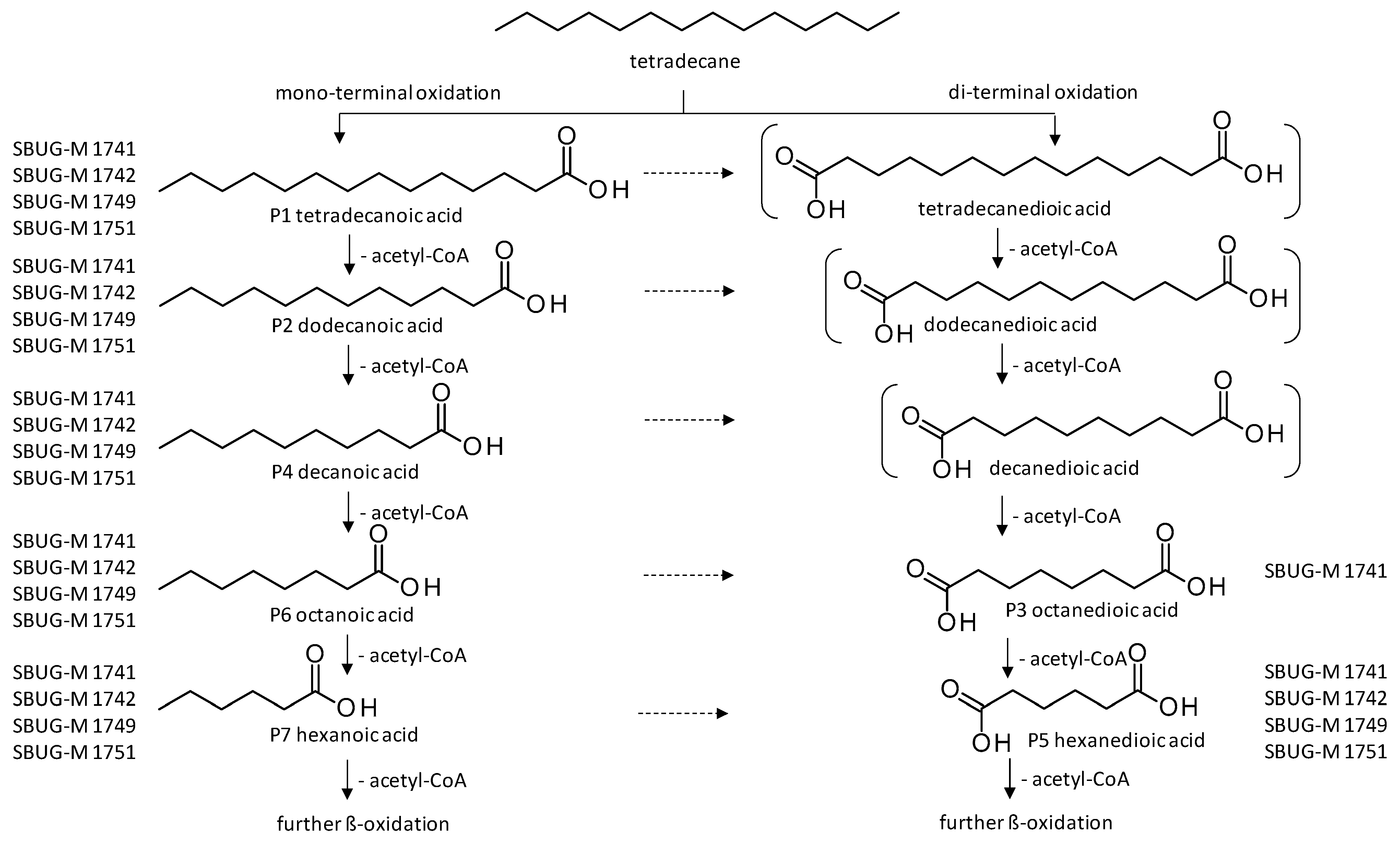 Microorganisms 11 02195 g005 Microorganisms 11 02195 g005