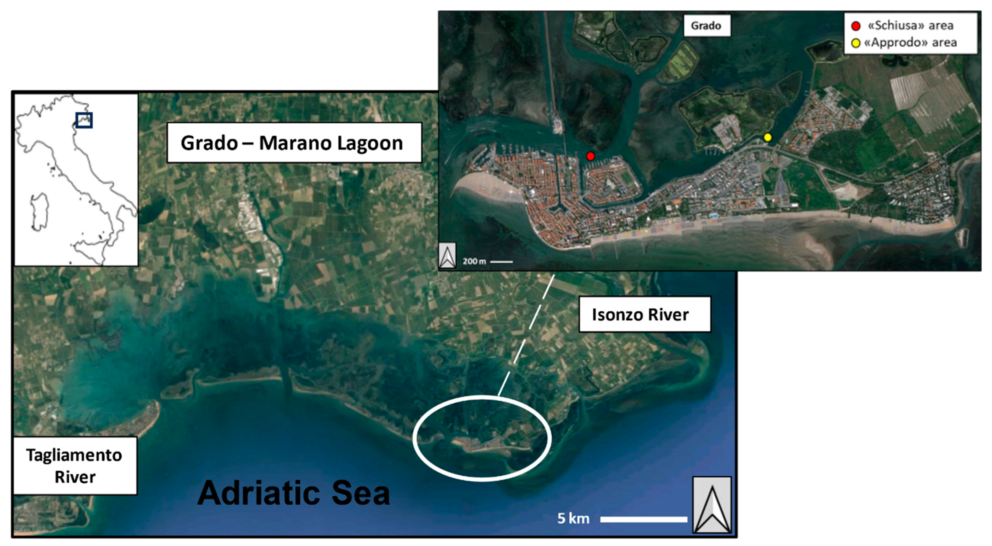 Microorganisms 11 02196 g001