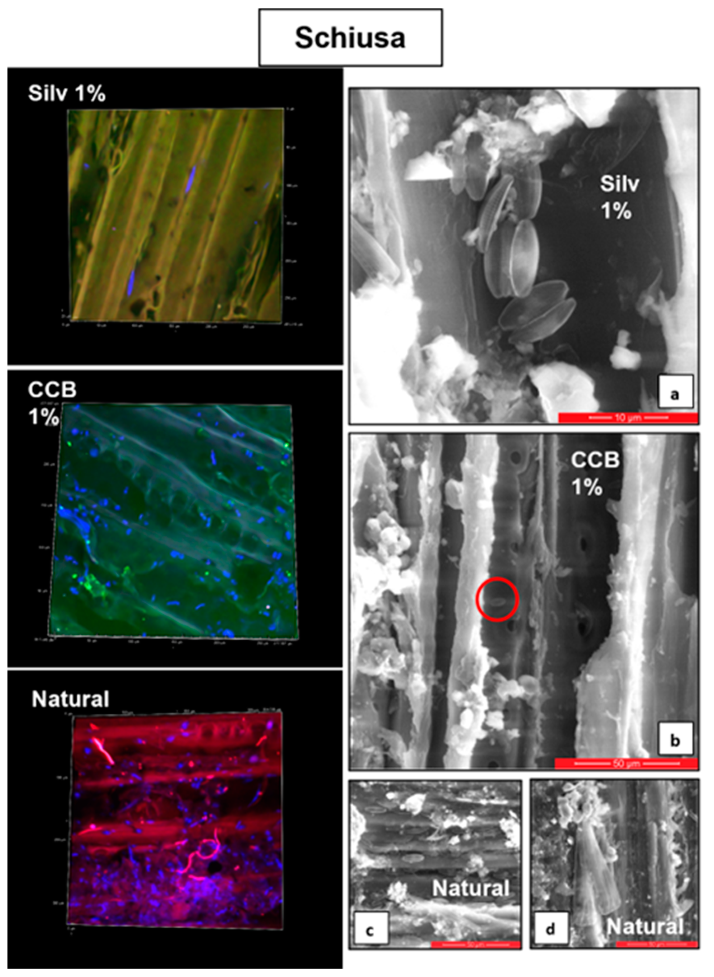 Microorganisms 11 02196 g003